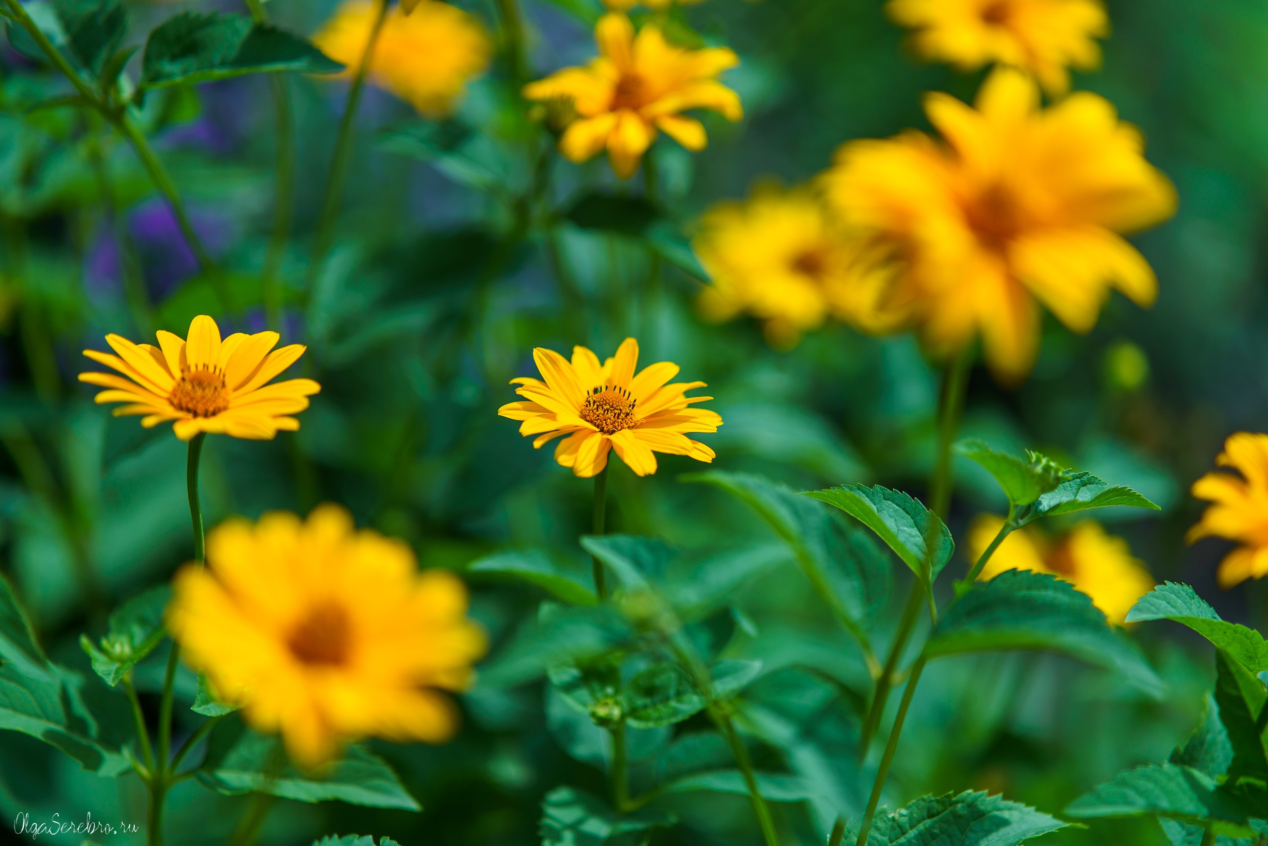 Клумба на Черкасской. Фотограф Челябинск · Ольга Серебрякова