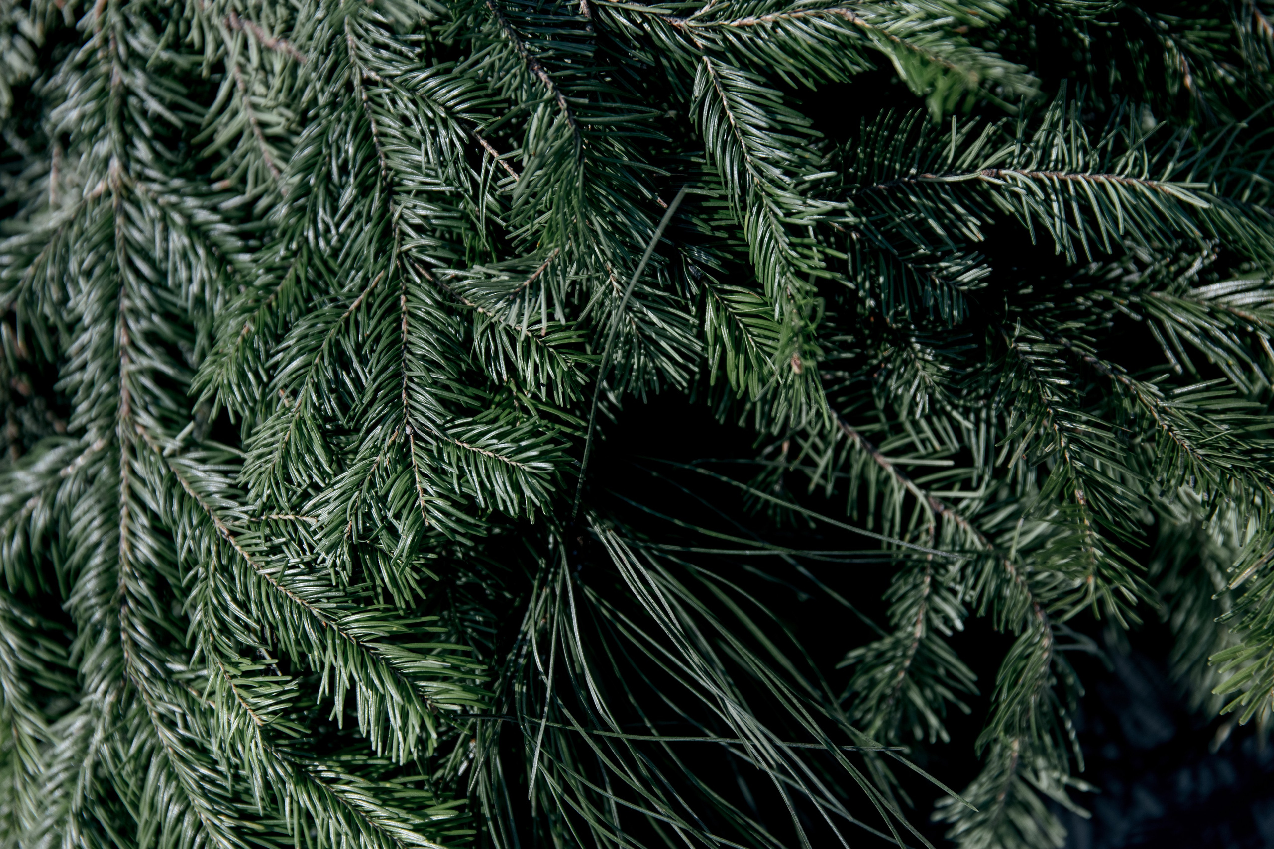 ДЕНЬ ДОЖДЕНИЯ ЕКАТЕРИНЫ. Фотограф в Красноярске