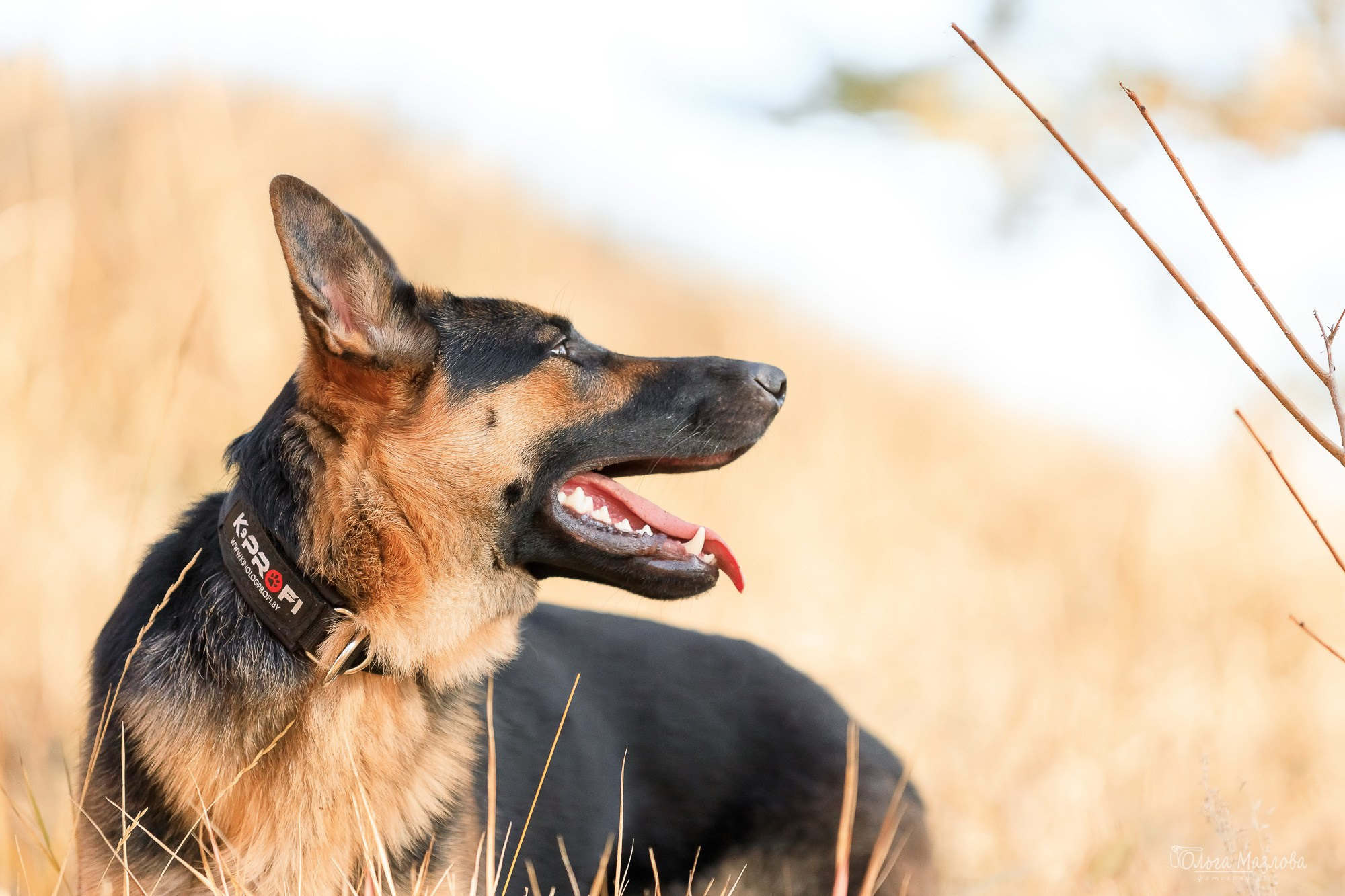 Наталья и Лекса. Фотограф в Саратове Ольга Мазлова