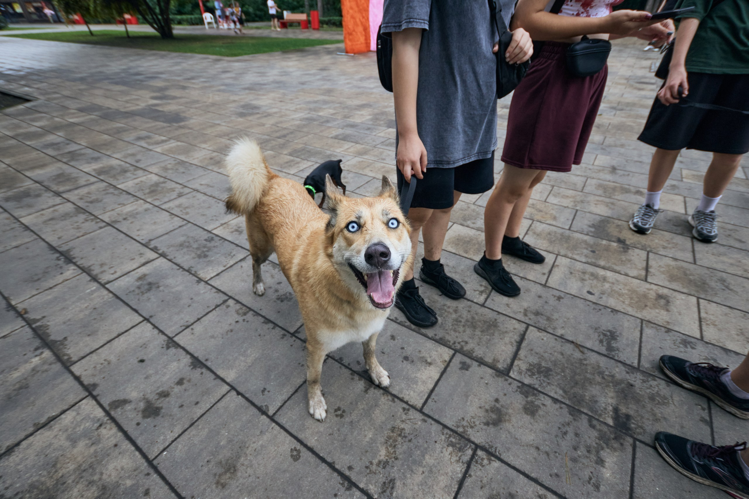 Четыре Лапы. Свадебный и репортажный фотограф Дмитрий Кононенко