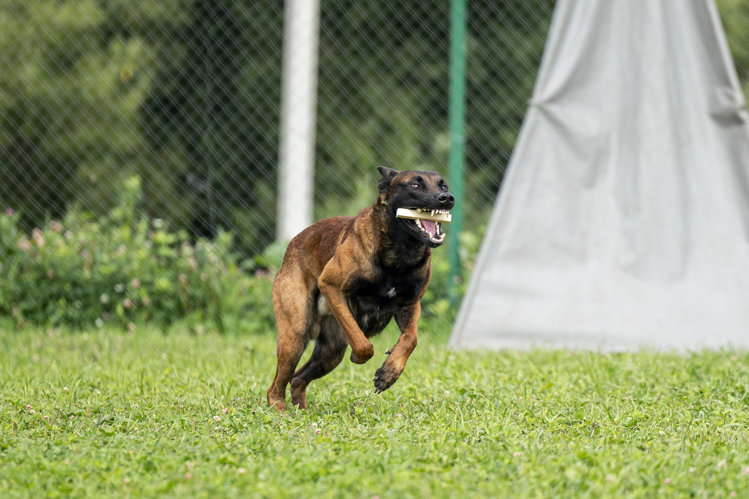 Соревнования по Мондьорингу г. Вологда 10-11.08.2024. Фотограф-анималист Анна Маринич
