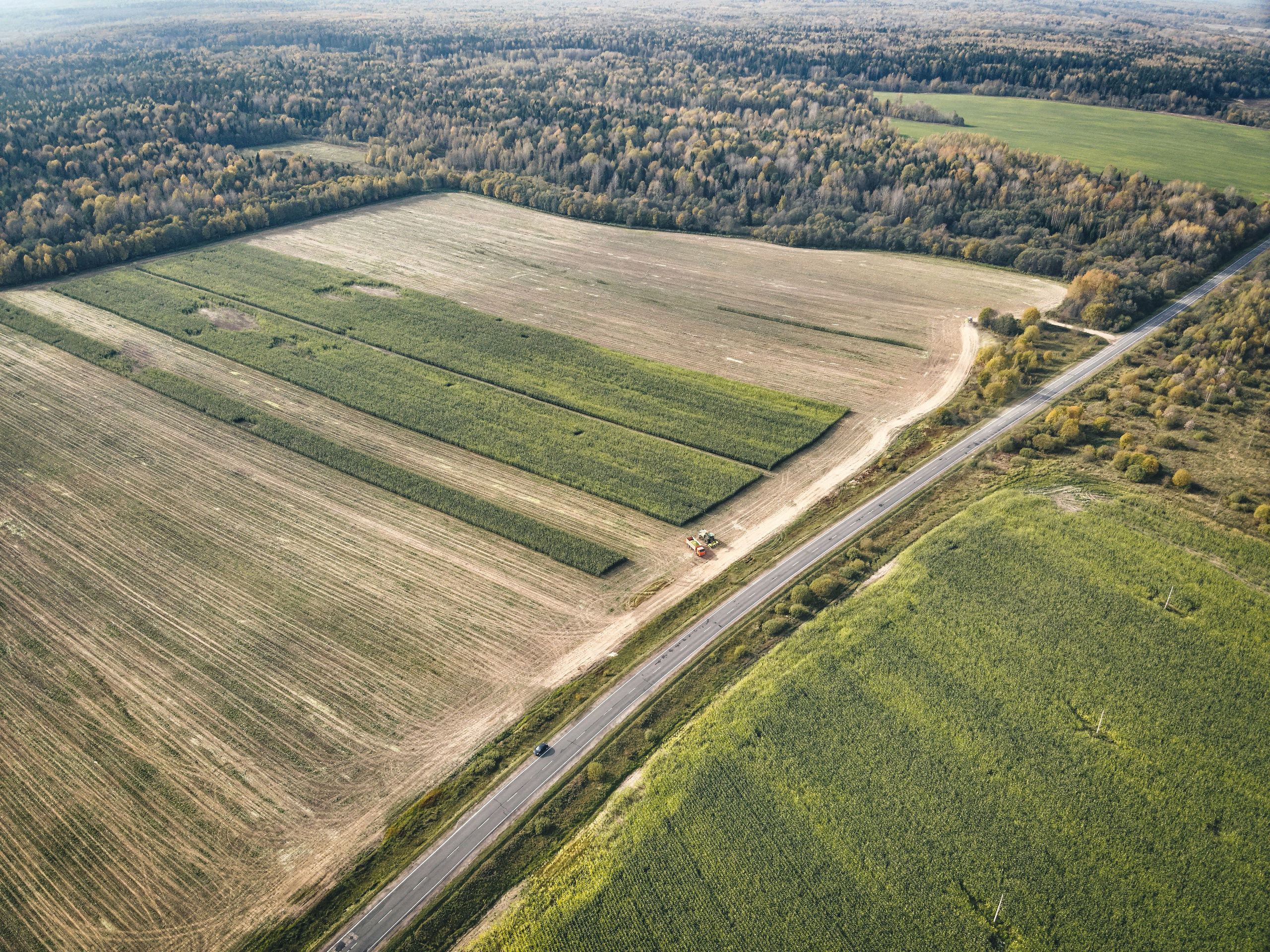кукурузное поле
