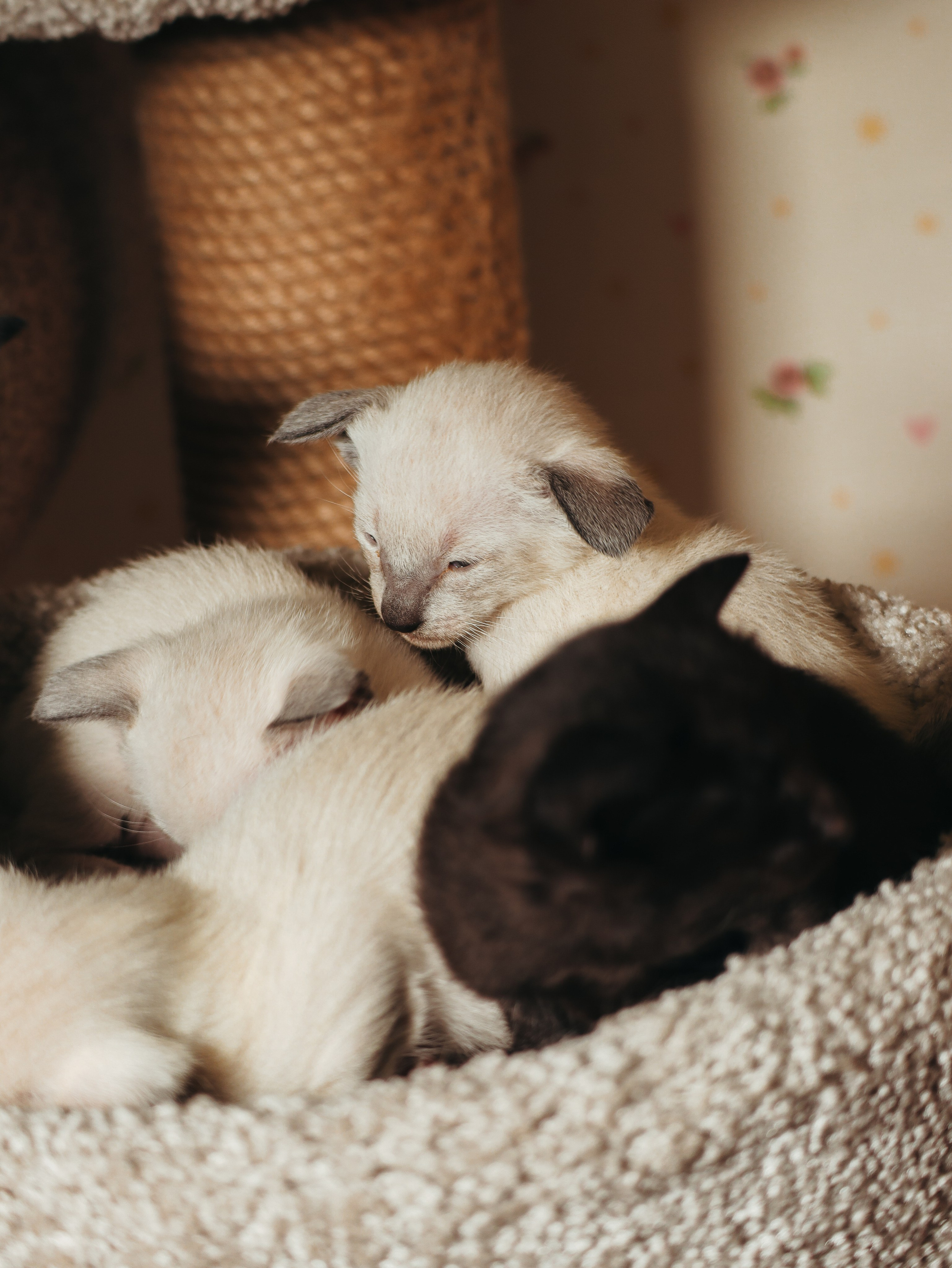 Питомцы. Кинематографичный фотограф, видеограф Лина Плешакова, Санкт-Петербург