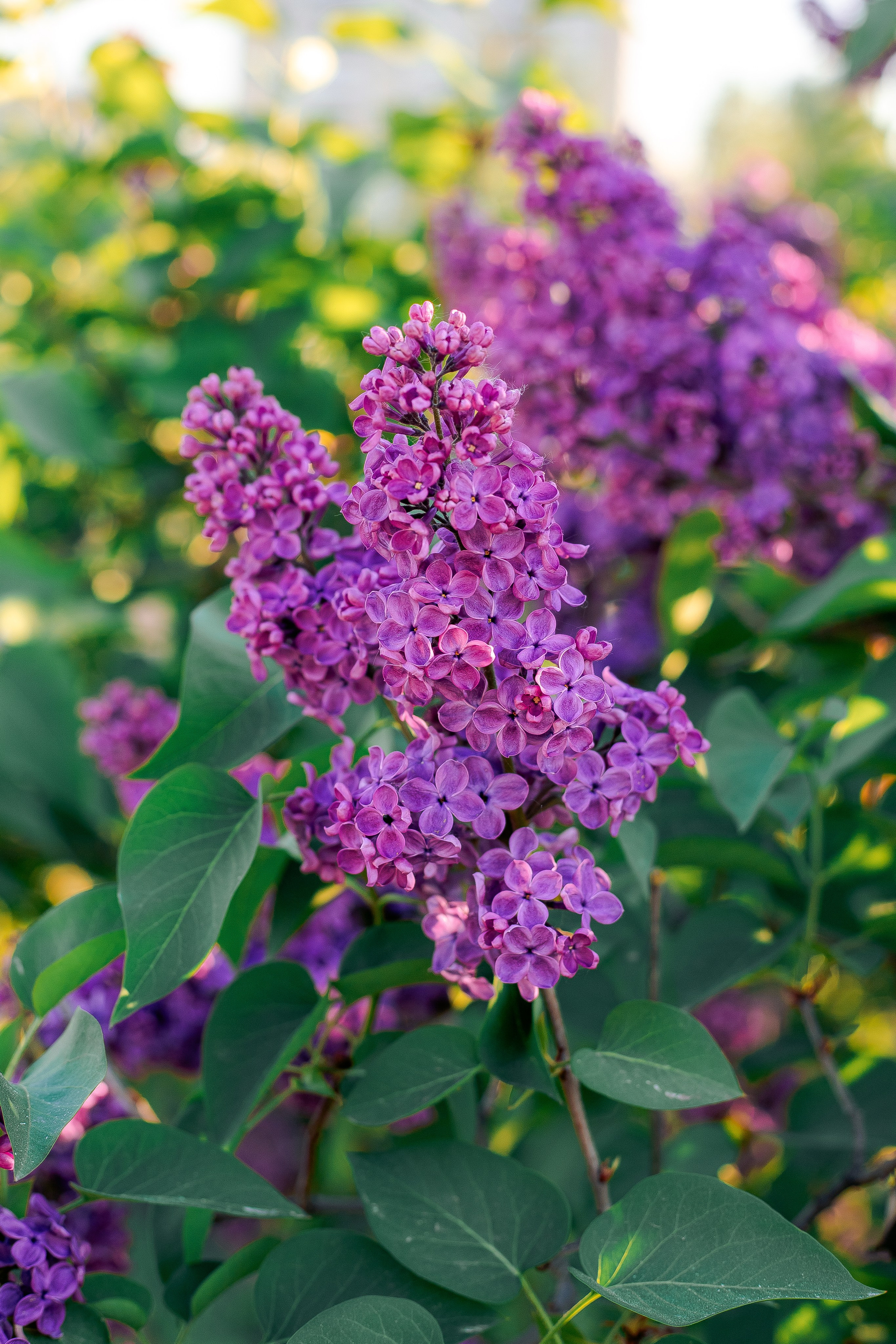 Семейная фотосессия в Муринском парке. Фотограф в Санкт-Петербурге, Анна Скворцова