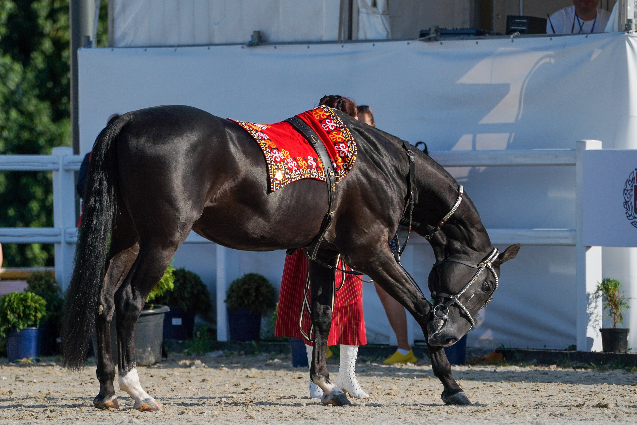 Чемпионат лошадей чистокровной ахалтекинской породы «КУБОК РОССИИ — 2024». Фотограф-анималист, портретный фотограф в Чебоксарах Мария Садыкова