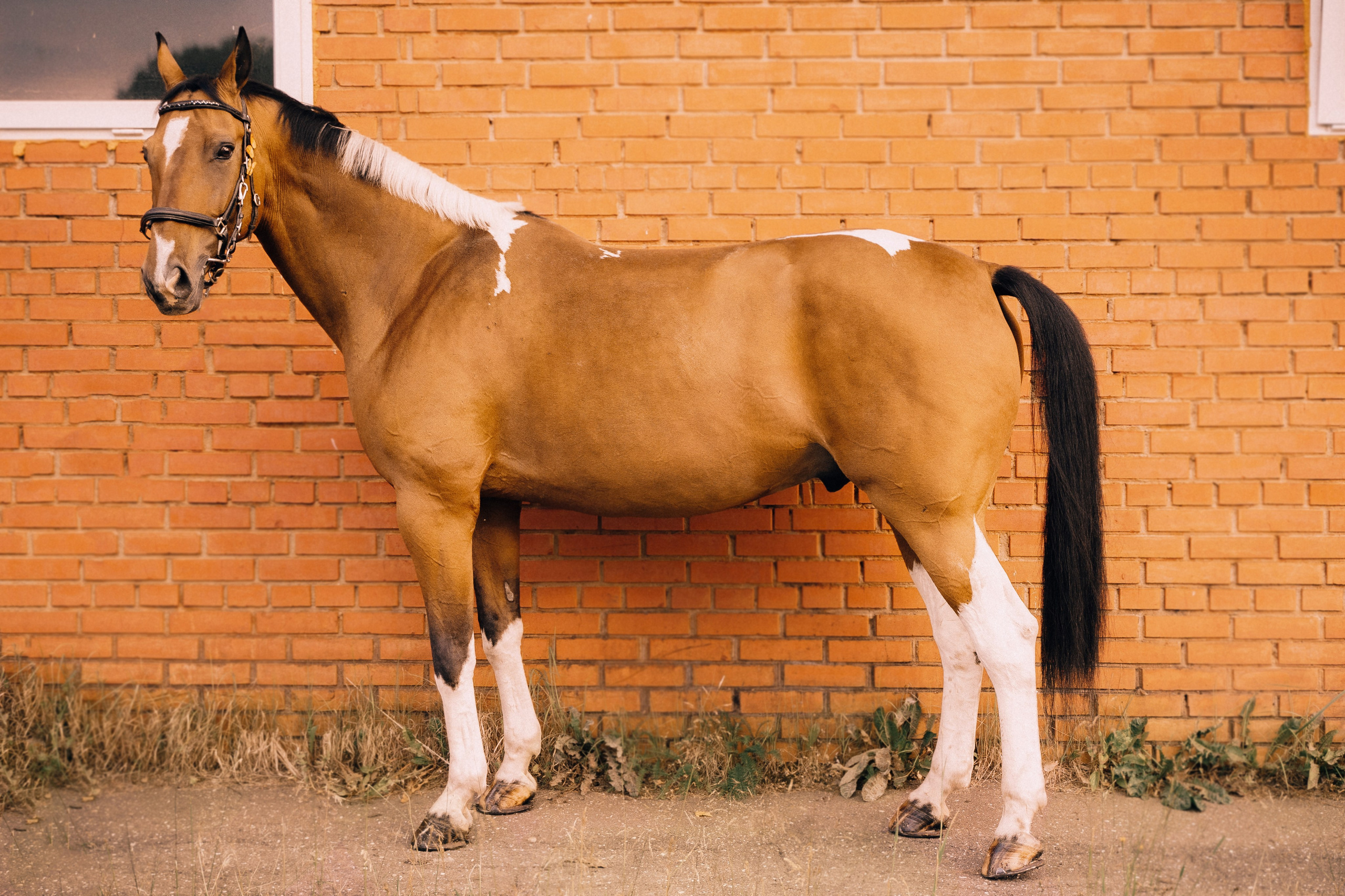 КСК Славино. Фотограф-анималист, портретный фотограф в Чебоксарах Мария Садыкова