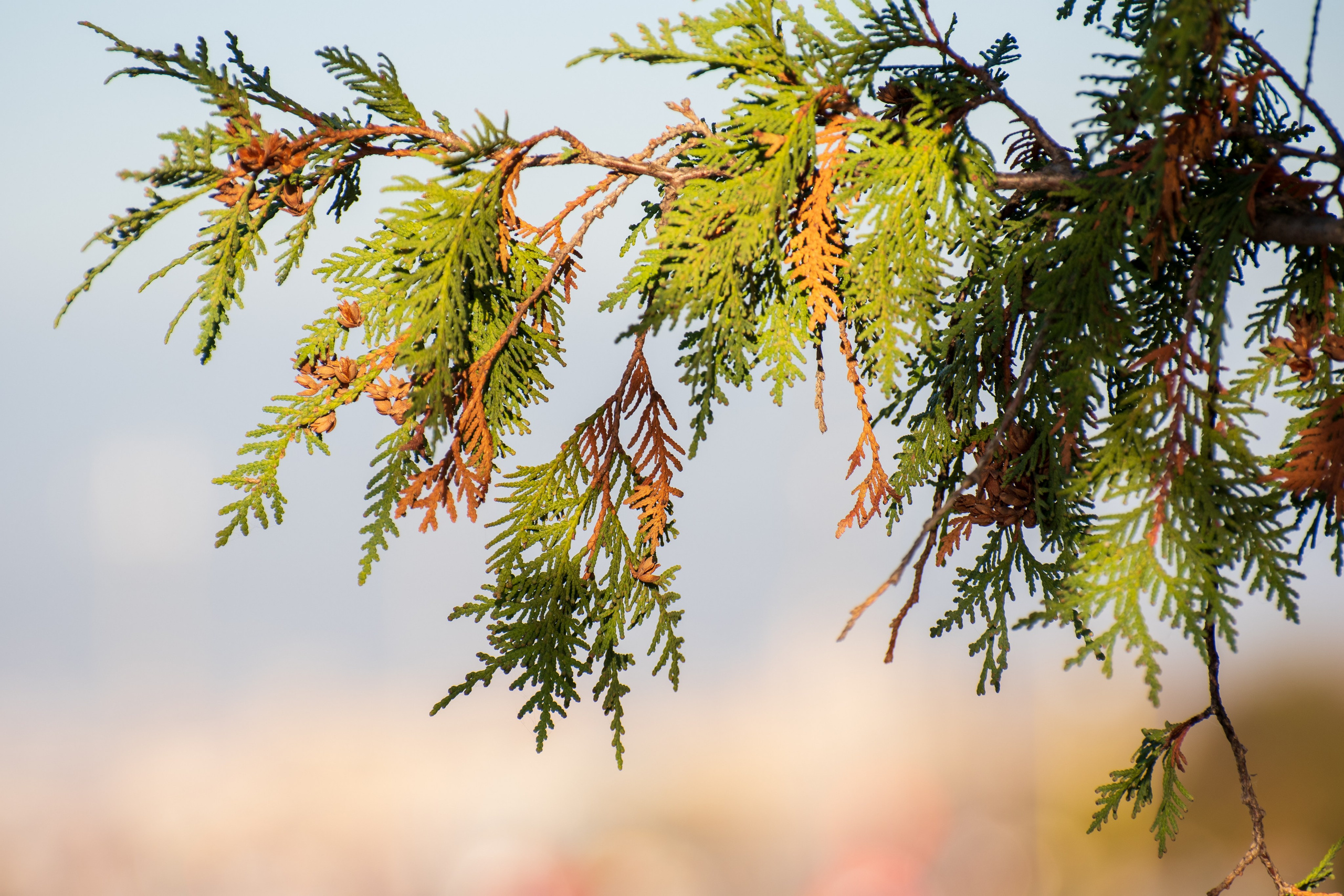 20211010 МГУ. Дмитрий Ремизов. Фотография, как хобби