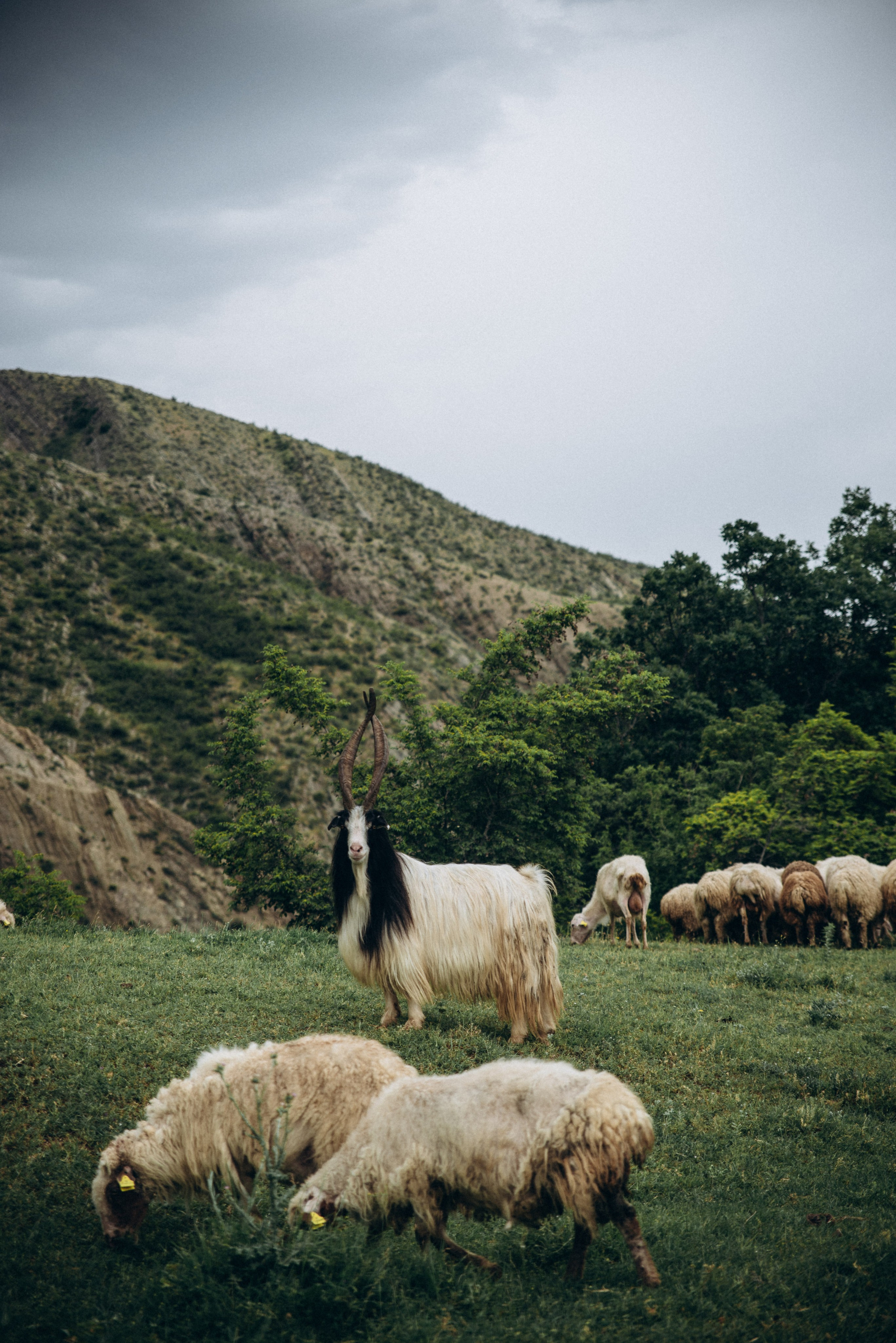 Коджори, Грузия 🇬🇪 «Honey Trip». Anita_photo