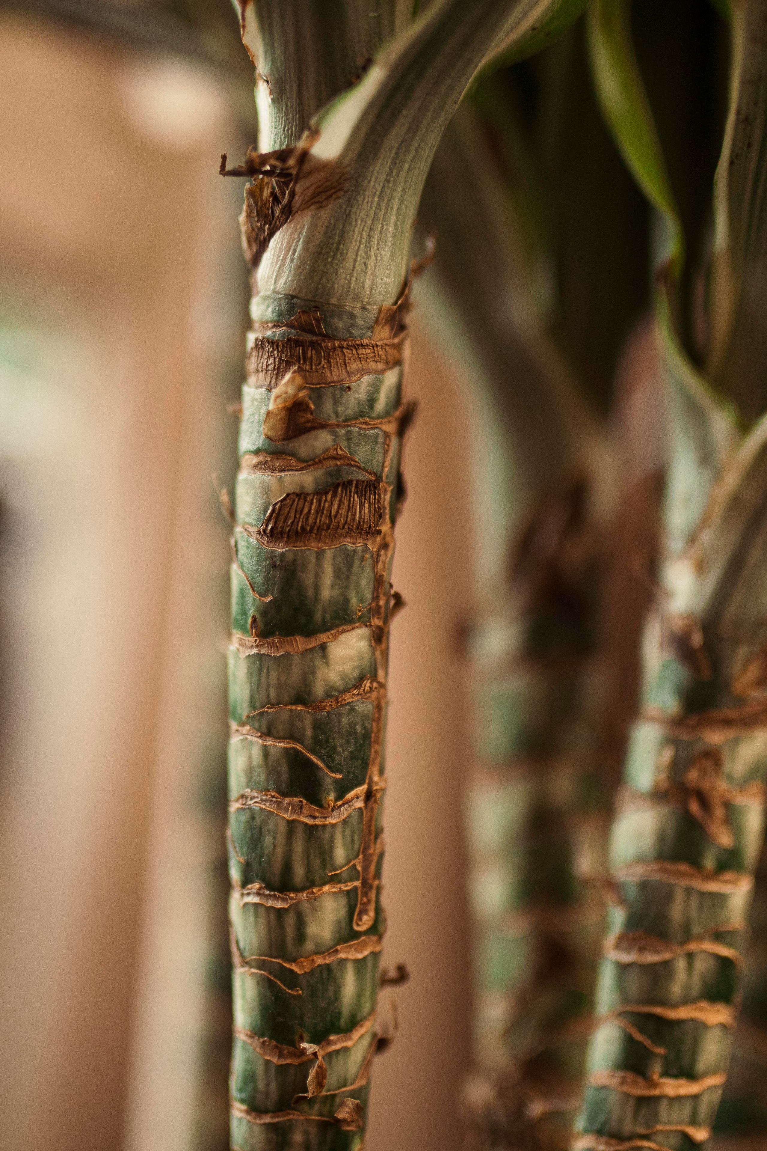 Интерьер. Фотограф Артур Дзахмишев