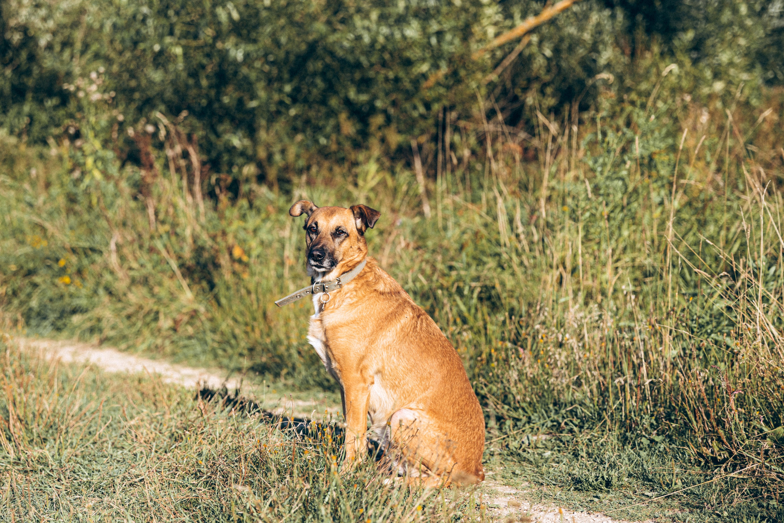 Буля. Фотограф-анималист в Москве Соломонова Варвара