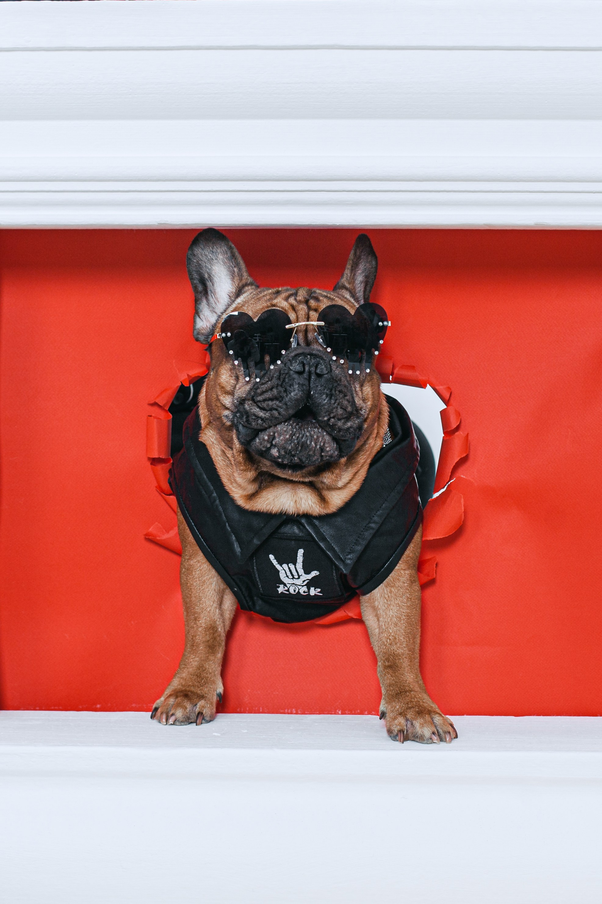 Пижамная вечеринка французских бульдогов и их хозяев. Фотограф-анималист Татьяна Степанова