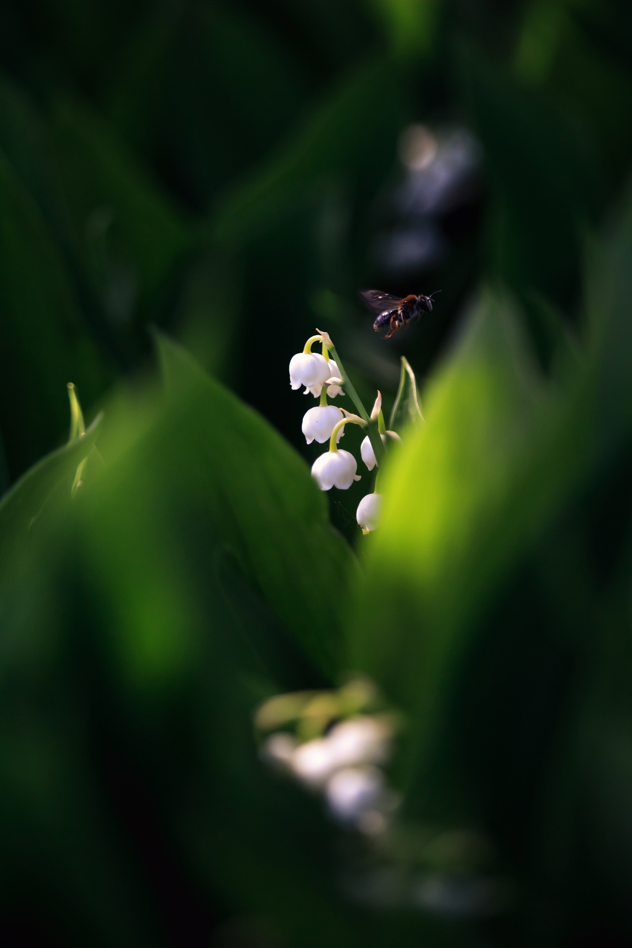 Весна. Катя Цвет