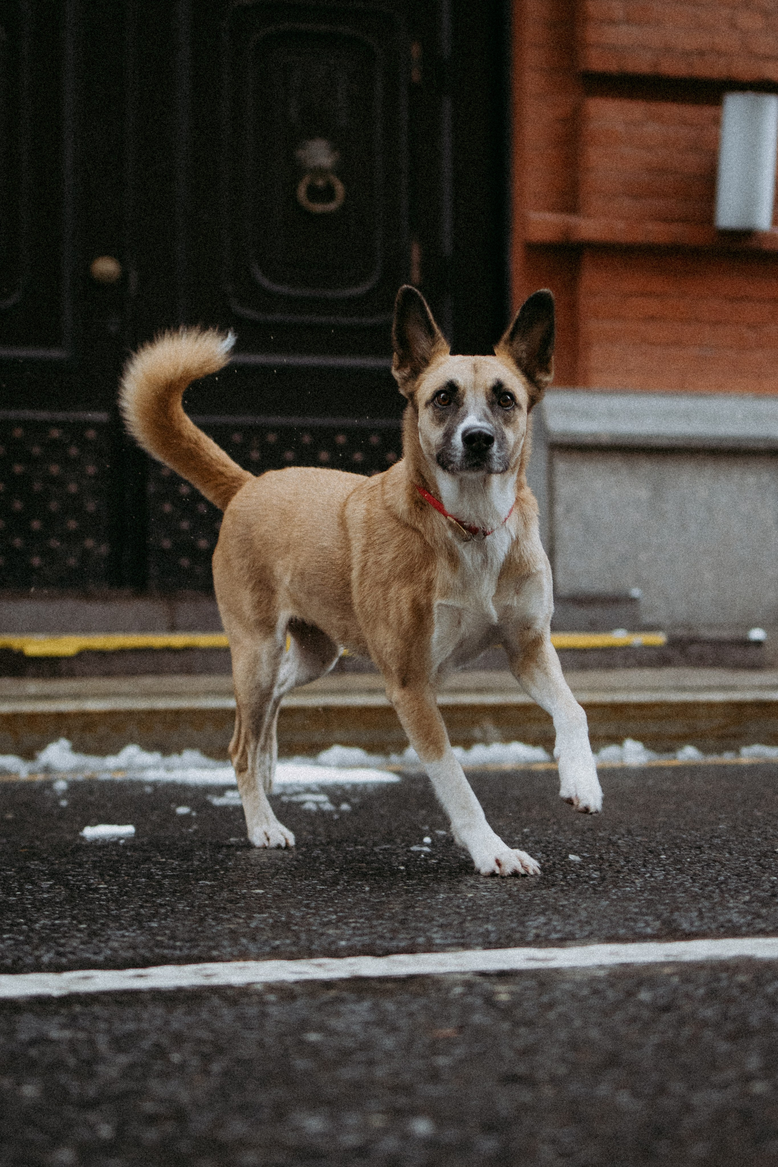 Саша, Ксюша и их банда. Фотораф — анималист Мария Шистка