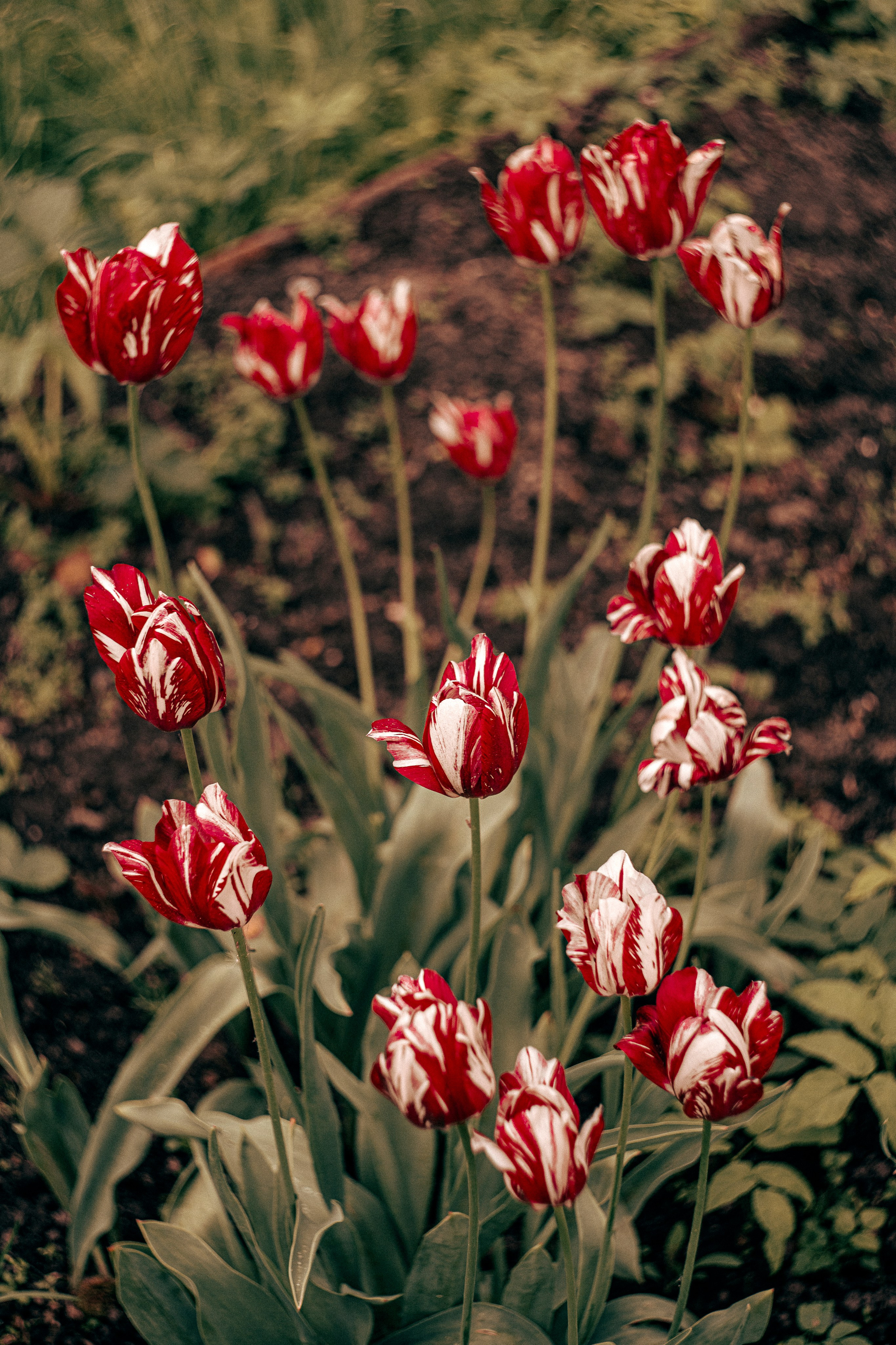 Цветные фотографии. Фотографии Лены Соколовой