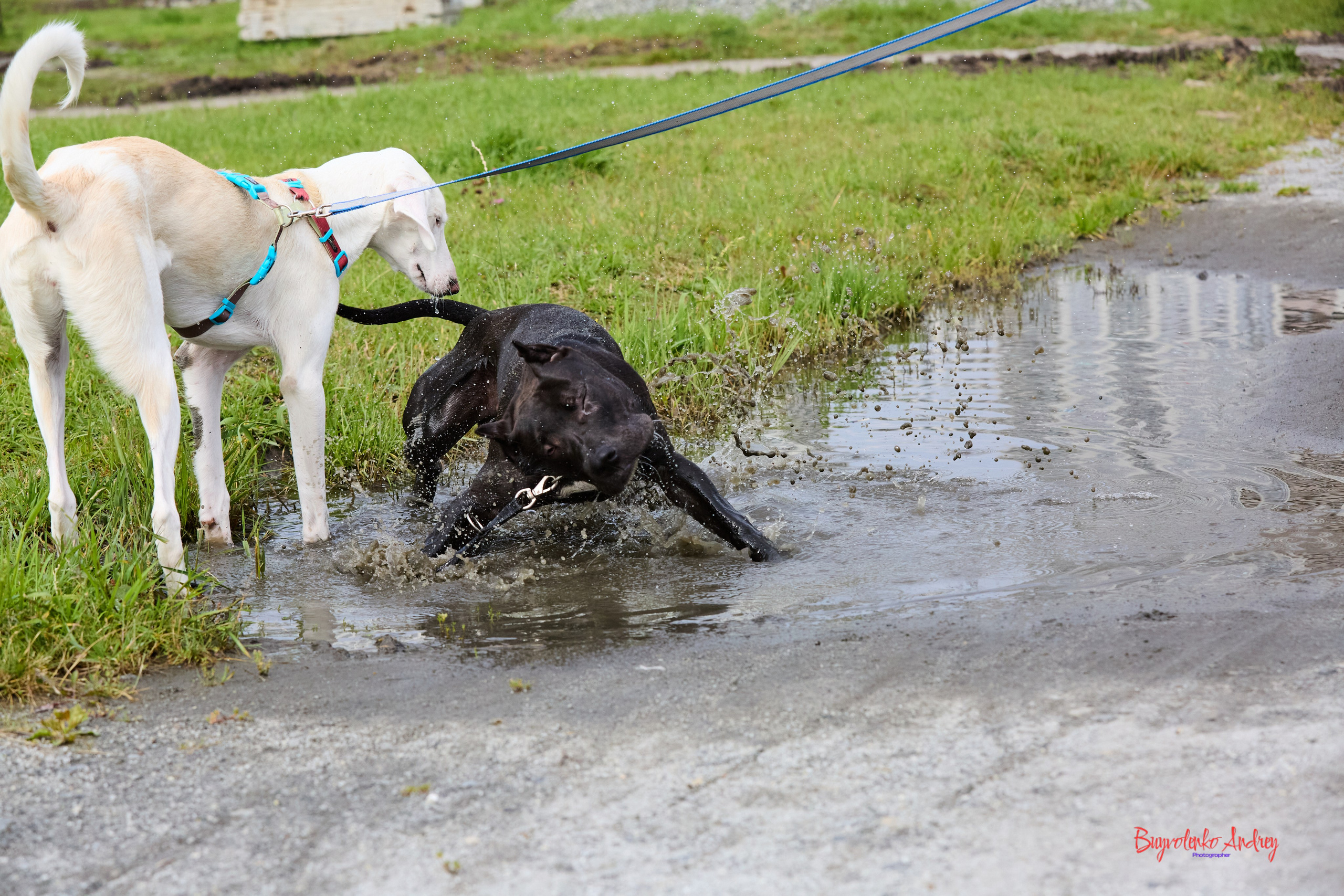 Проект фотопрогулка с хвостиком. Buyvolenko Andrey
