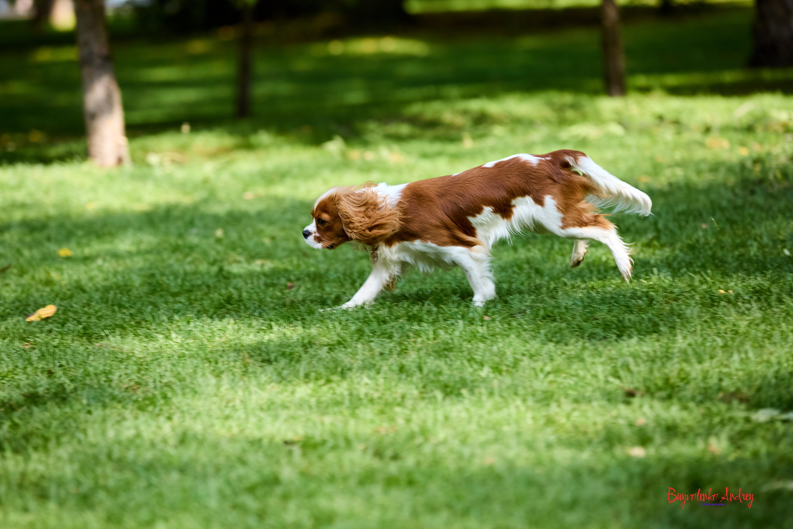 Фотопрогулка с кавалерами. Buyvolenko Andrey