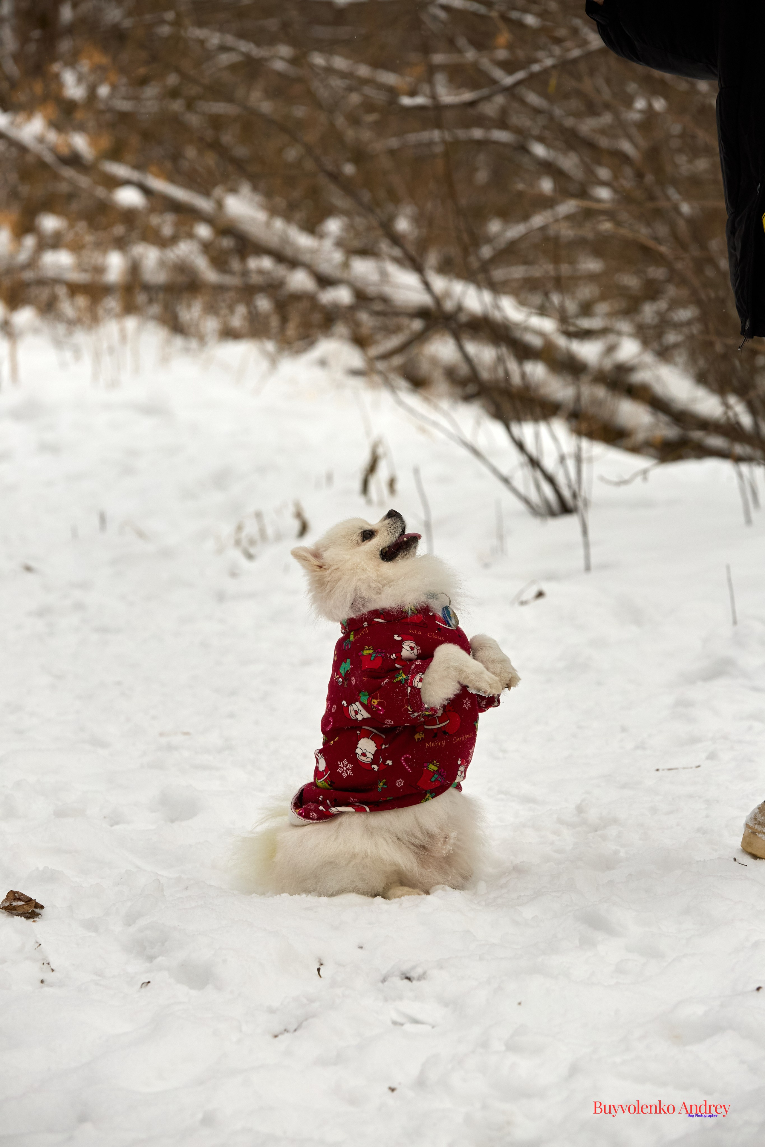 Фотосессия с красками Molly. Buyvolenko Andrey