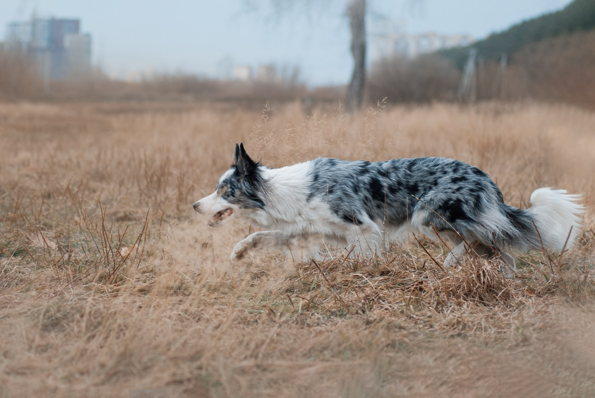 Лисса. Фотограф в Тюмени Лизавета Сапицкая