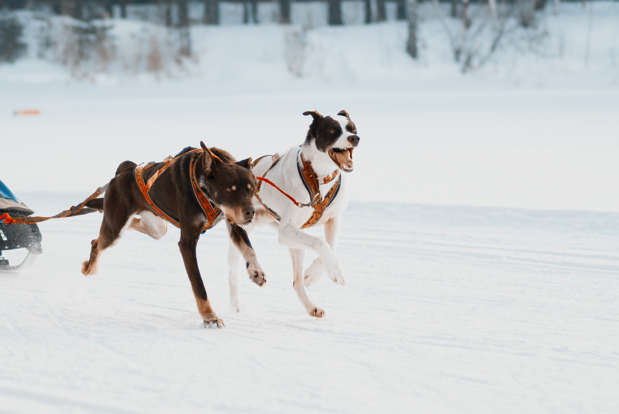 Ездовой спорт. Фотограф в Тюмени Лизавета Сапицкая
