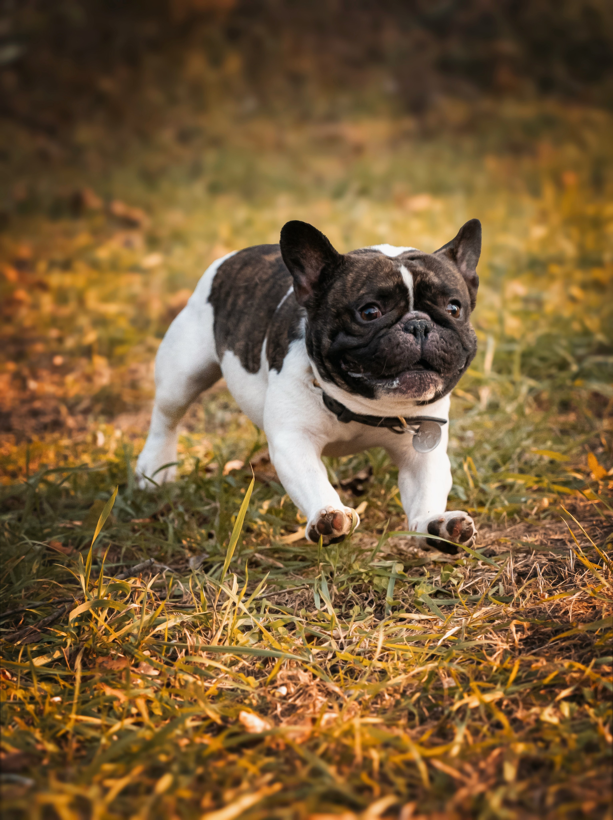«Булочный» Фото день. Семейный фотограф анималист г. Находка