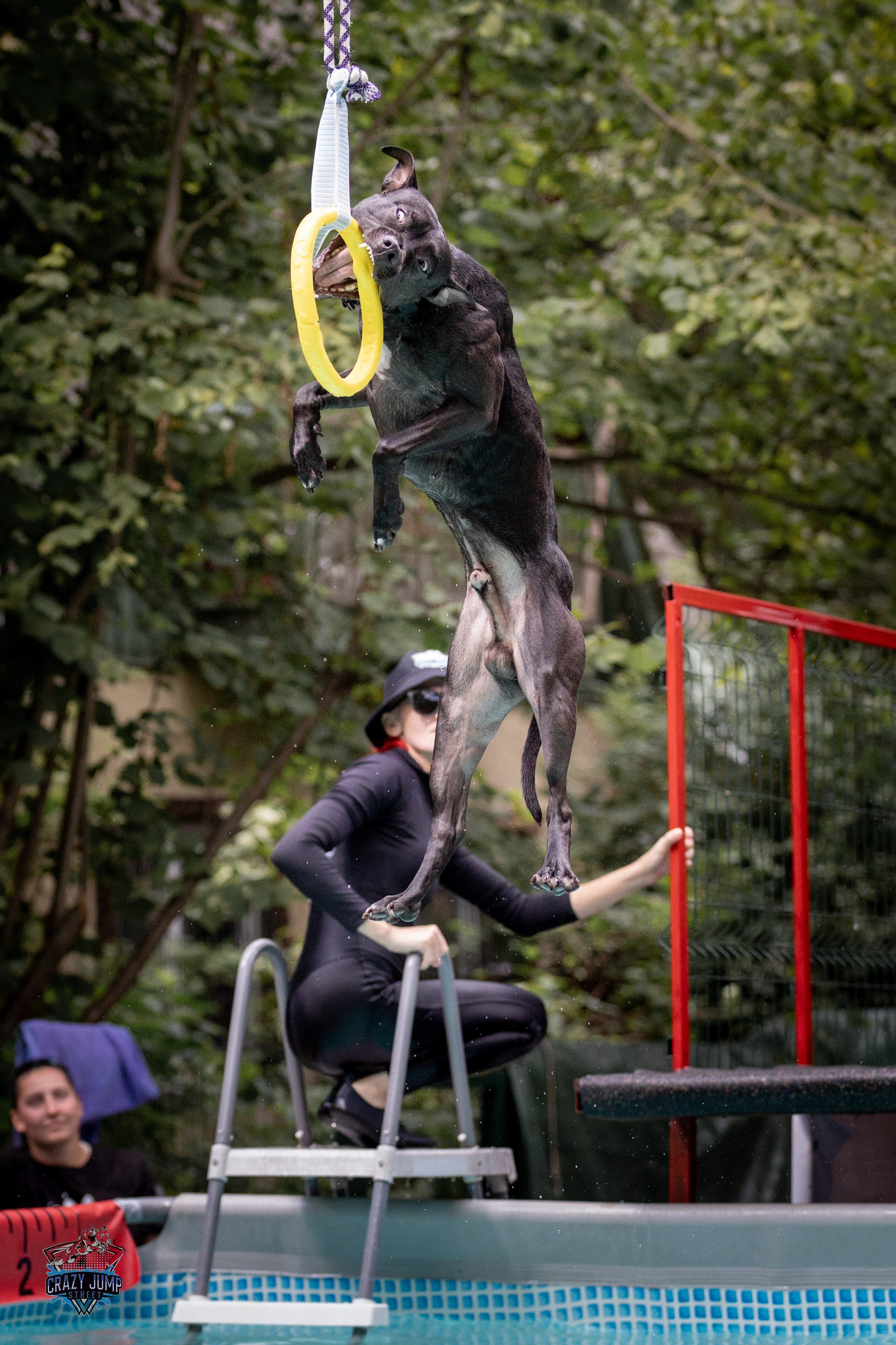 Собаки, спорт, Док дайвинг. Свадебный и репортажный фотограф в Москве и Московской области