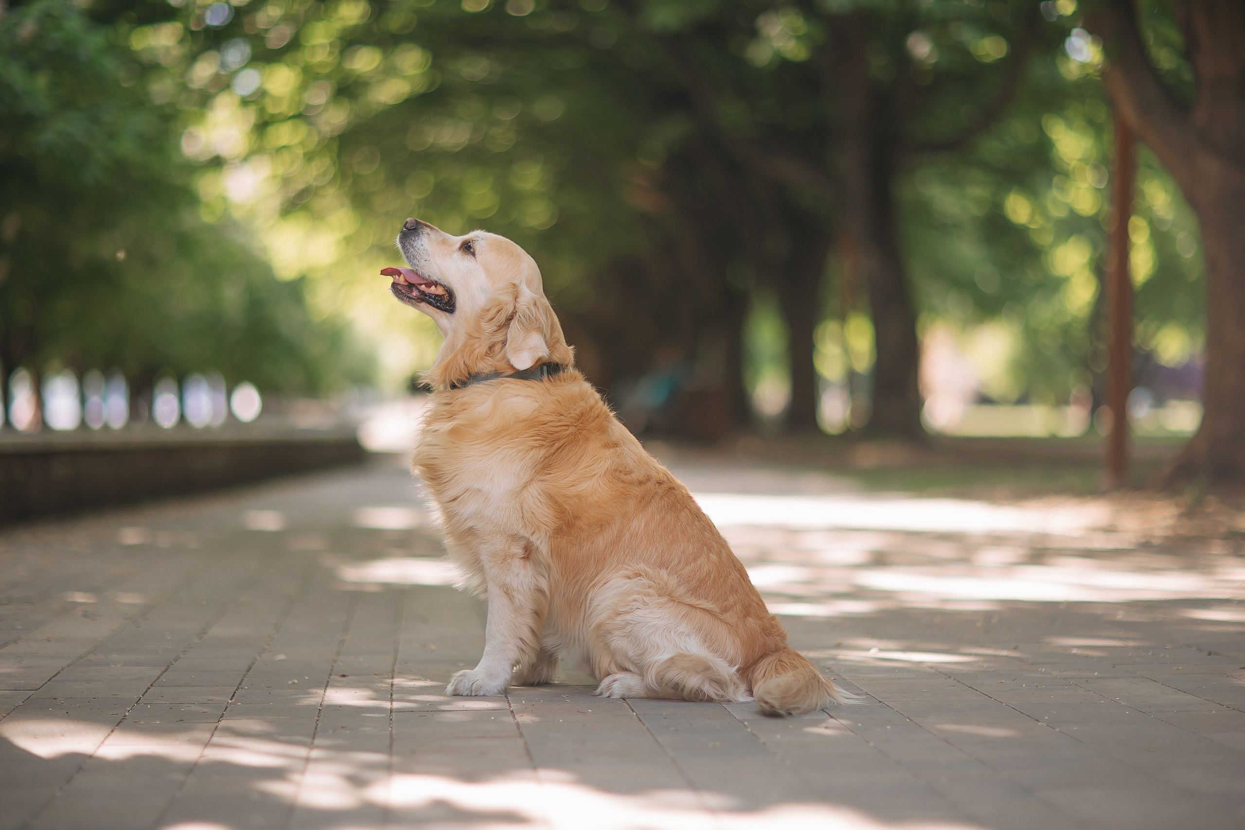 Золотистый ретривер Кант, Калининград. Свадебный и женский фотограф