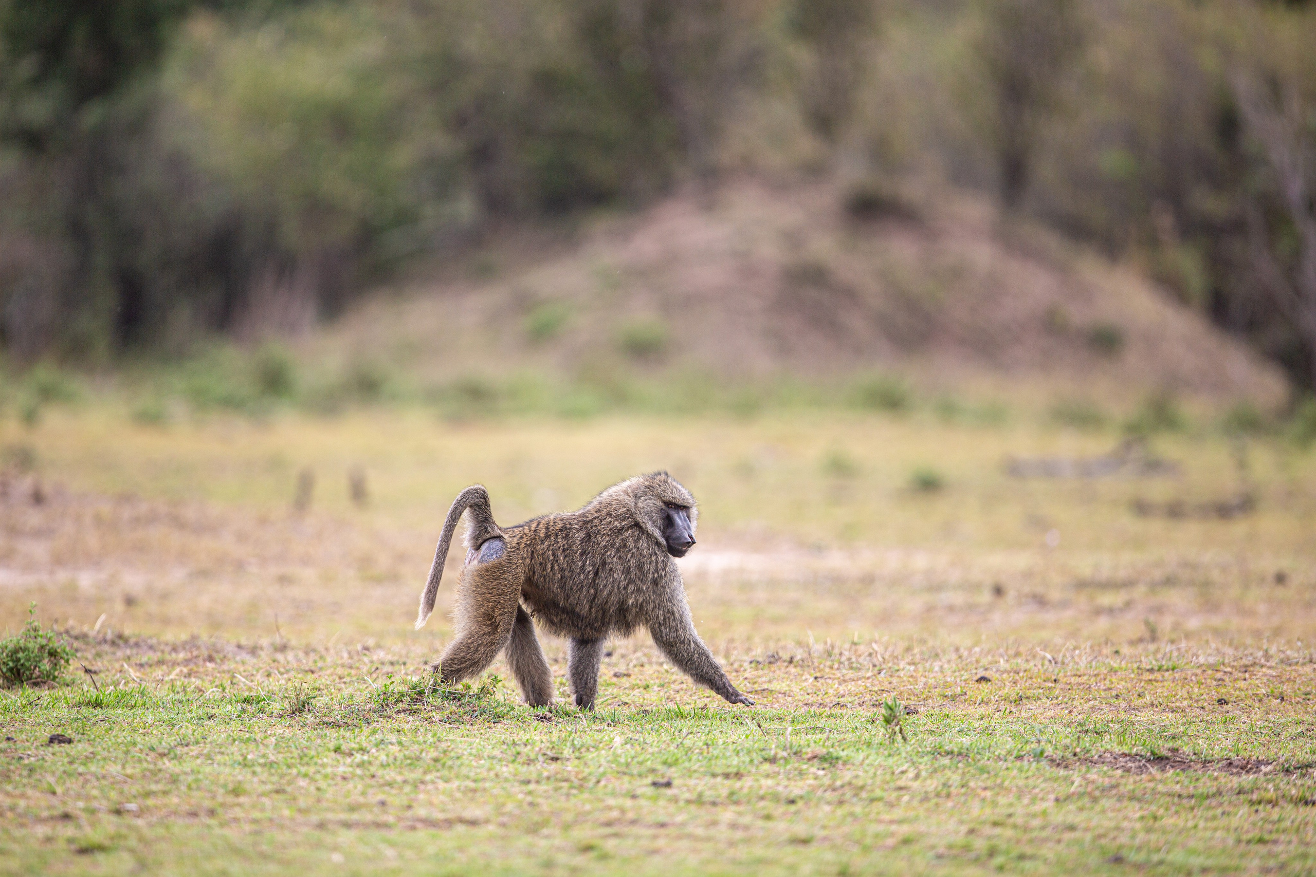 Танзания. Добродеева Алла фотограф, Москва