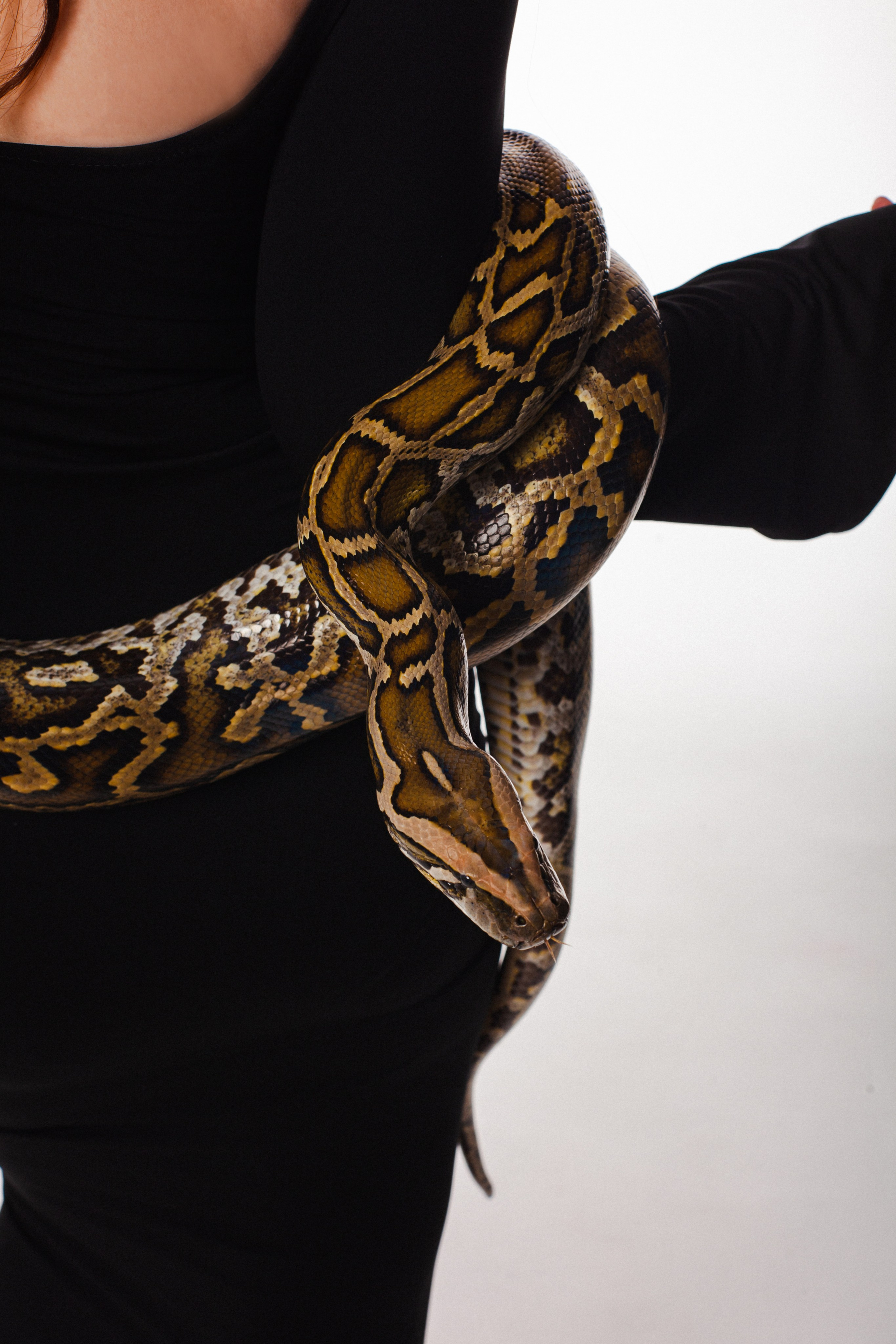 Змеи. Фотограф Алёна Сергеевна Aloha_chë