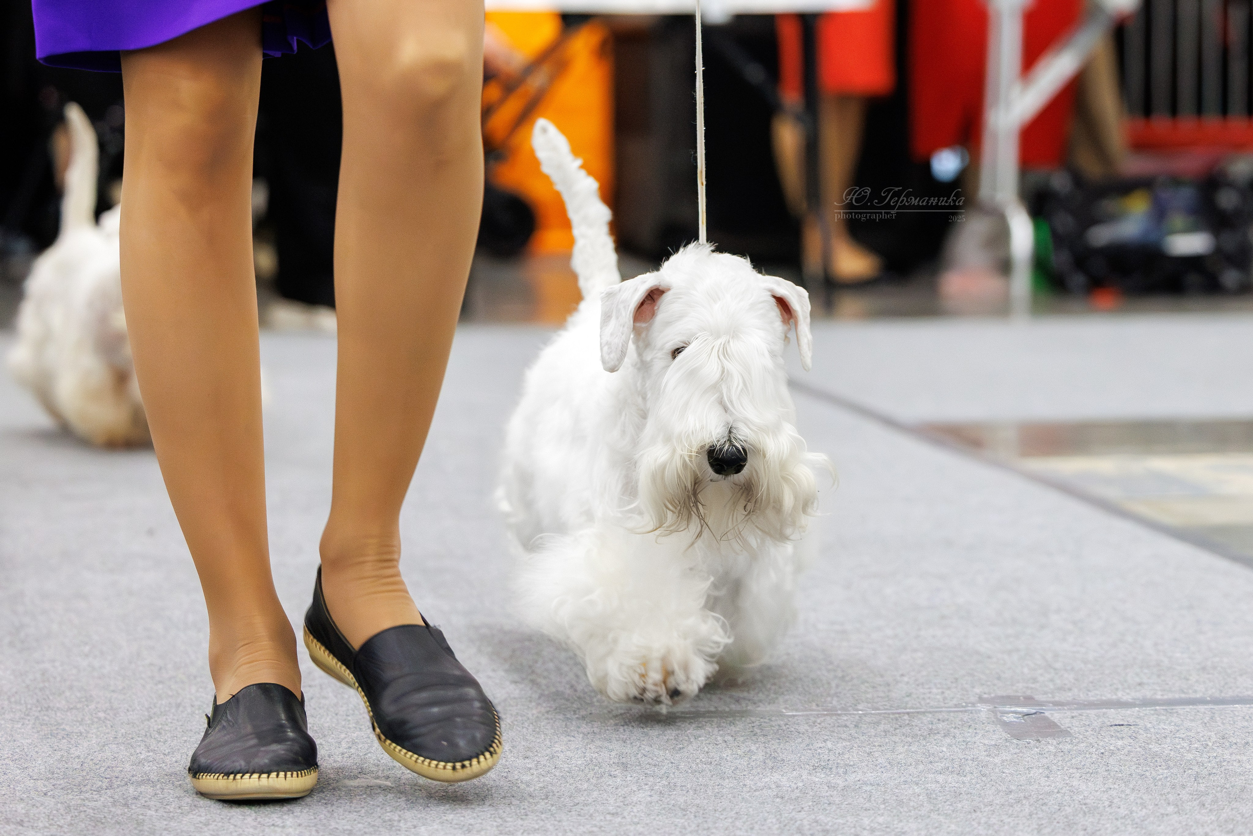 Питер 12-13.12.2025. Фотограф-анималист Юлия Германика