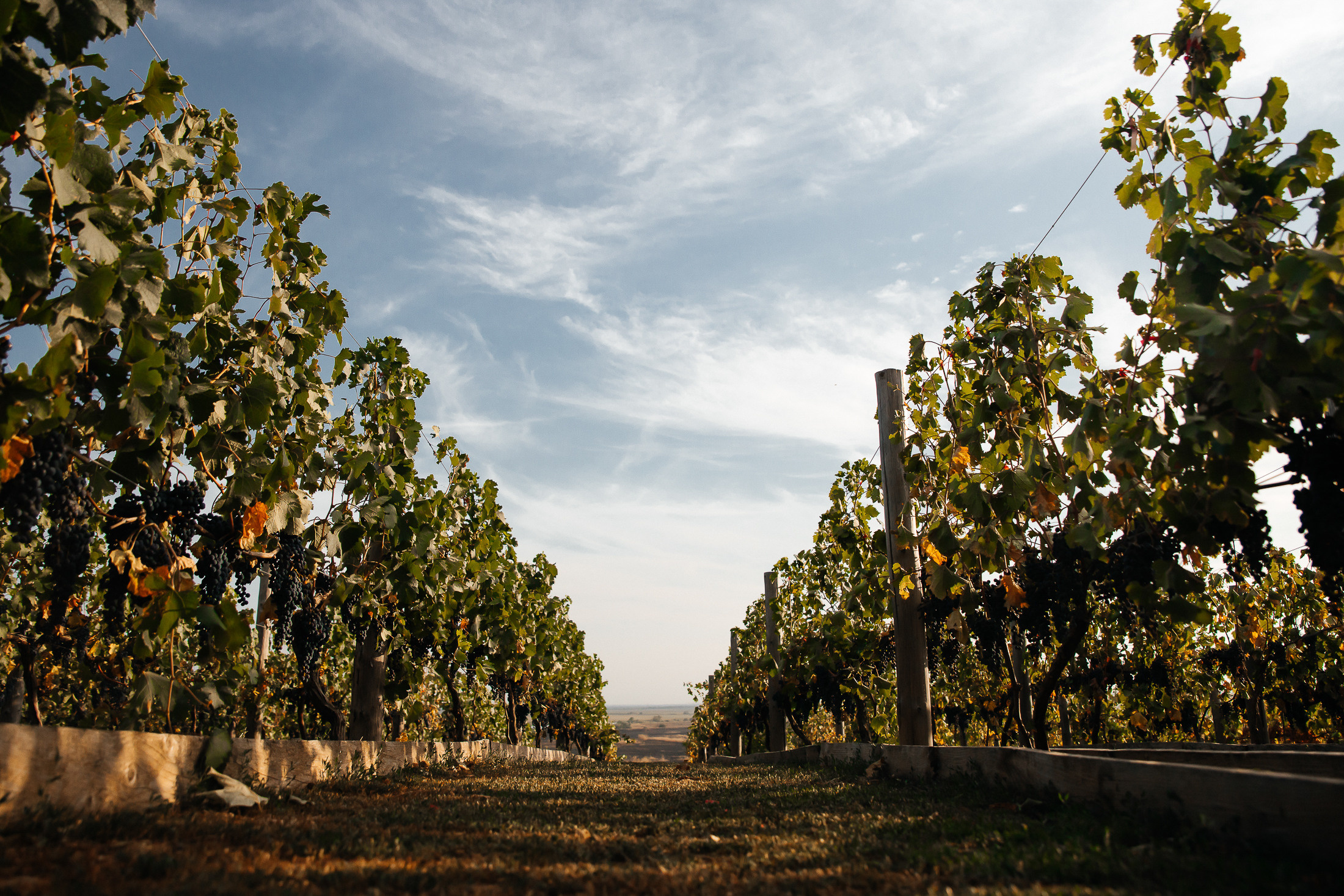 Тимур & Александра. Фотограф Евгений Горпиняк