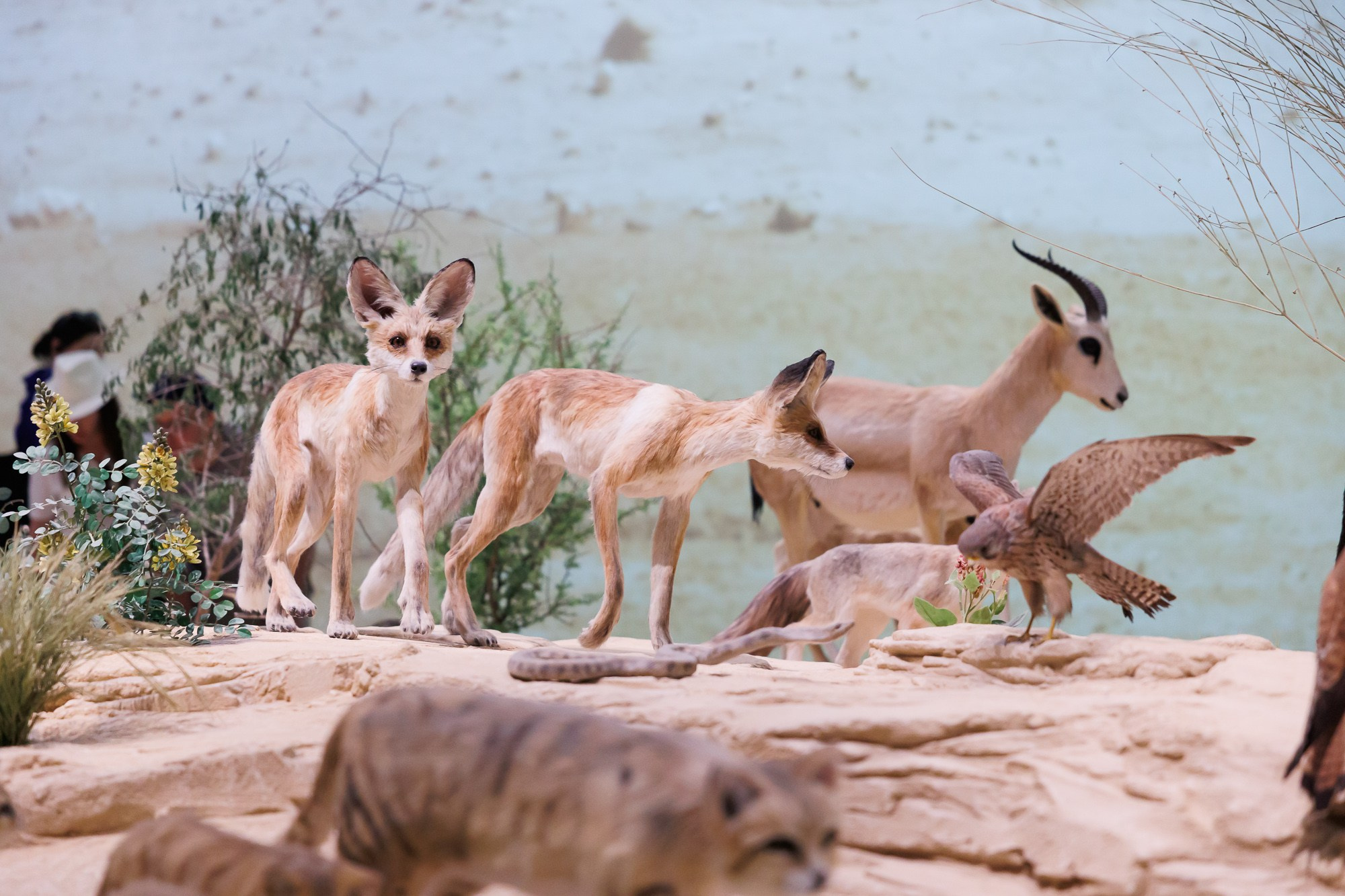 Корпоративный выезд в Qatar. Фотограф Дмитрий Елисеев