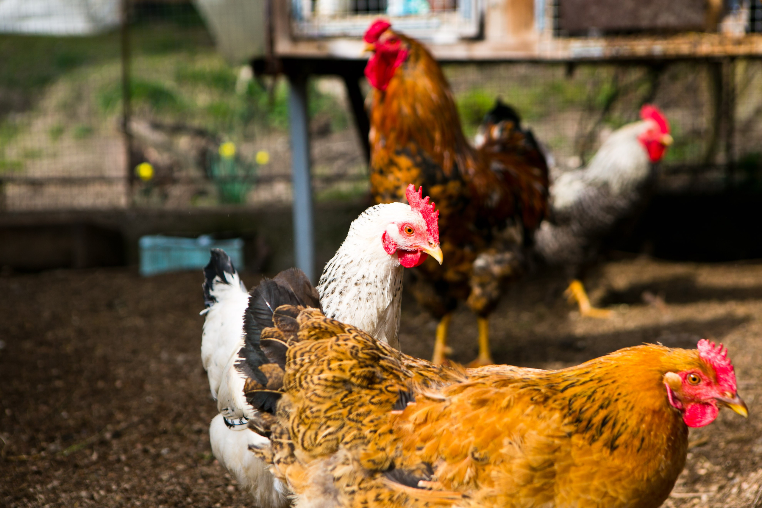 Деревенская еда «Домашние лакомста». Фотограф Красная Поляна — Сочи — Москва