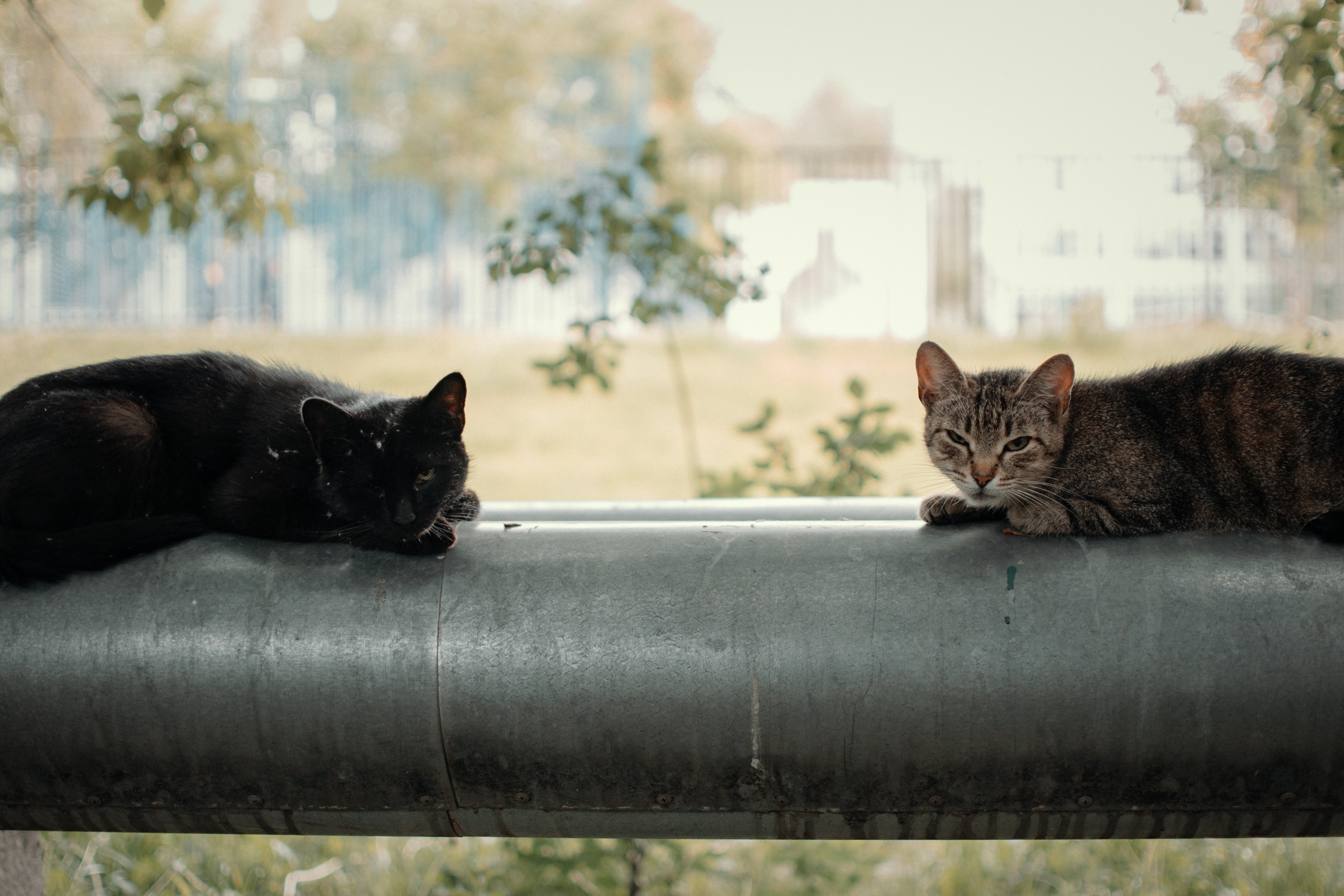 Фотография животных. Sevenksfm ph