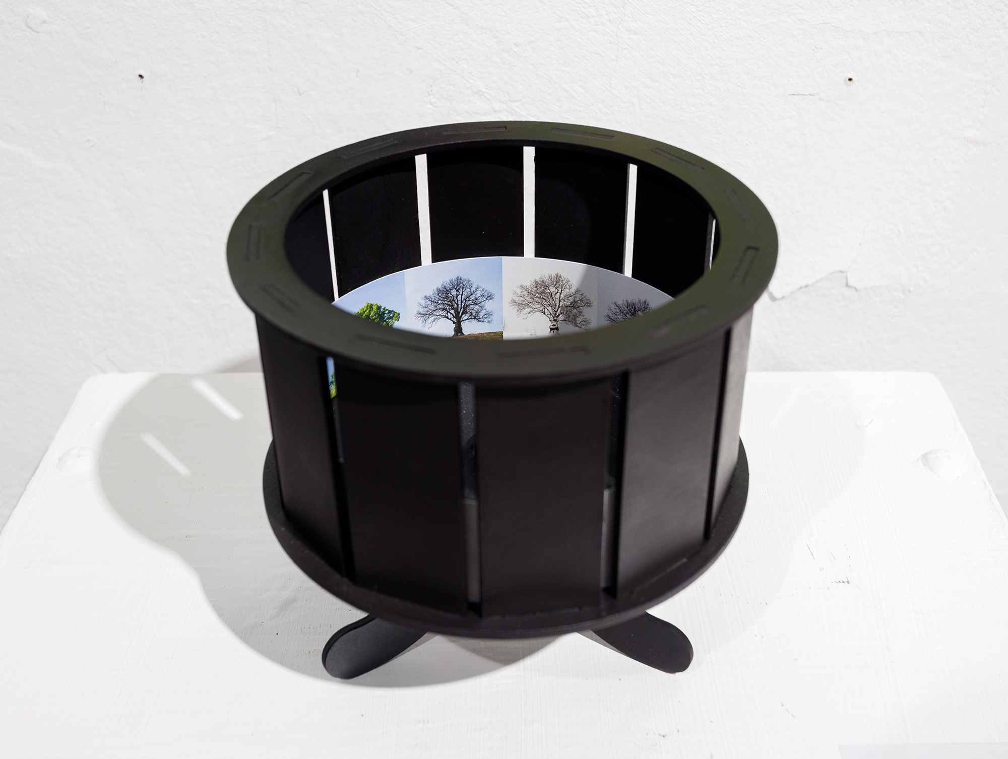 Год дерева. Мария Ковалевская — фотохудожник