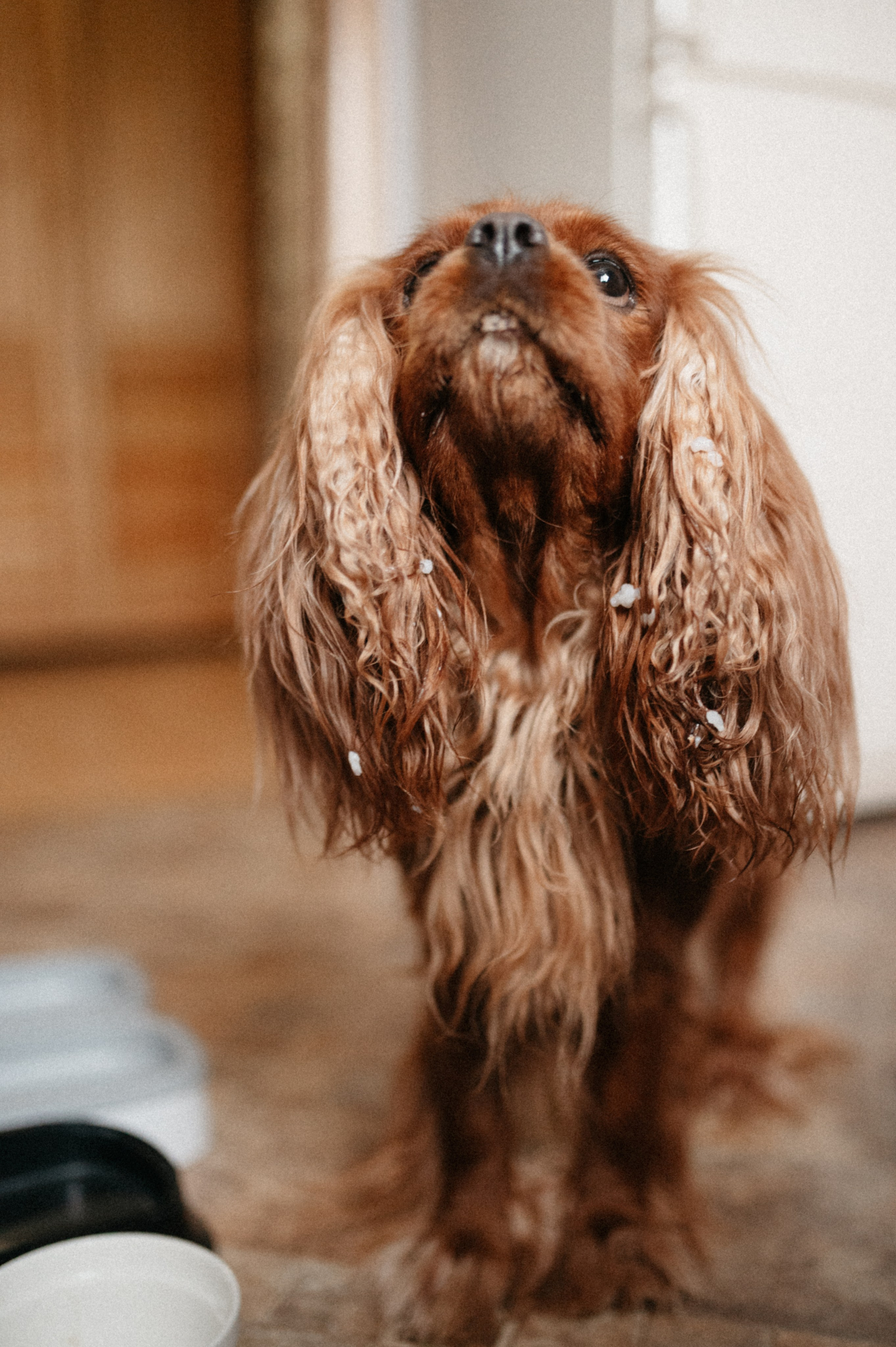 Оля и её меховая банда. Фотограф анималист в Москве Ольга Агушева