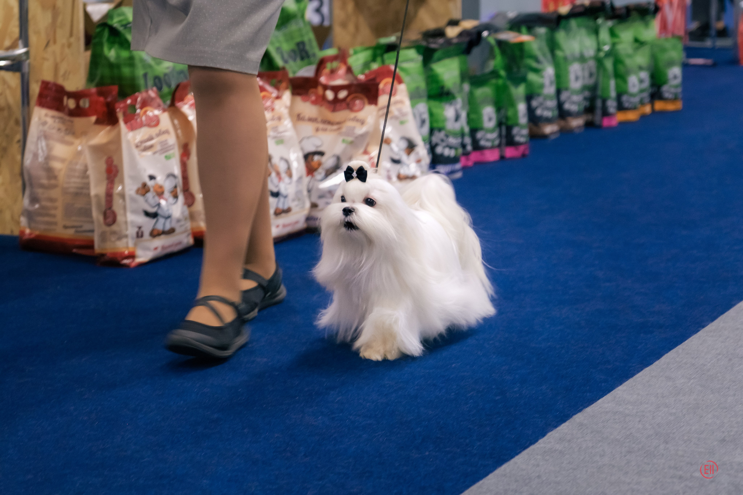 Выставка собак. Сфера. 17.12.2023. Фотограф в Москве