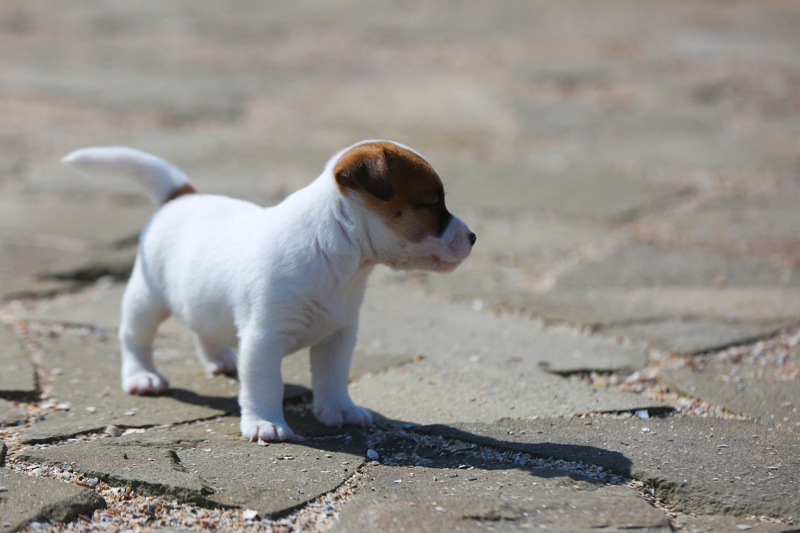 Общий альбом. Lovely-Orange питомник джек рассел терьеров