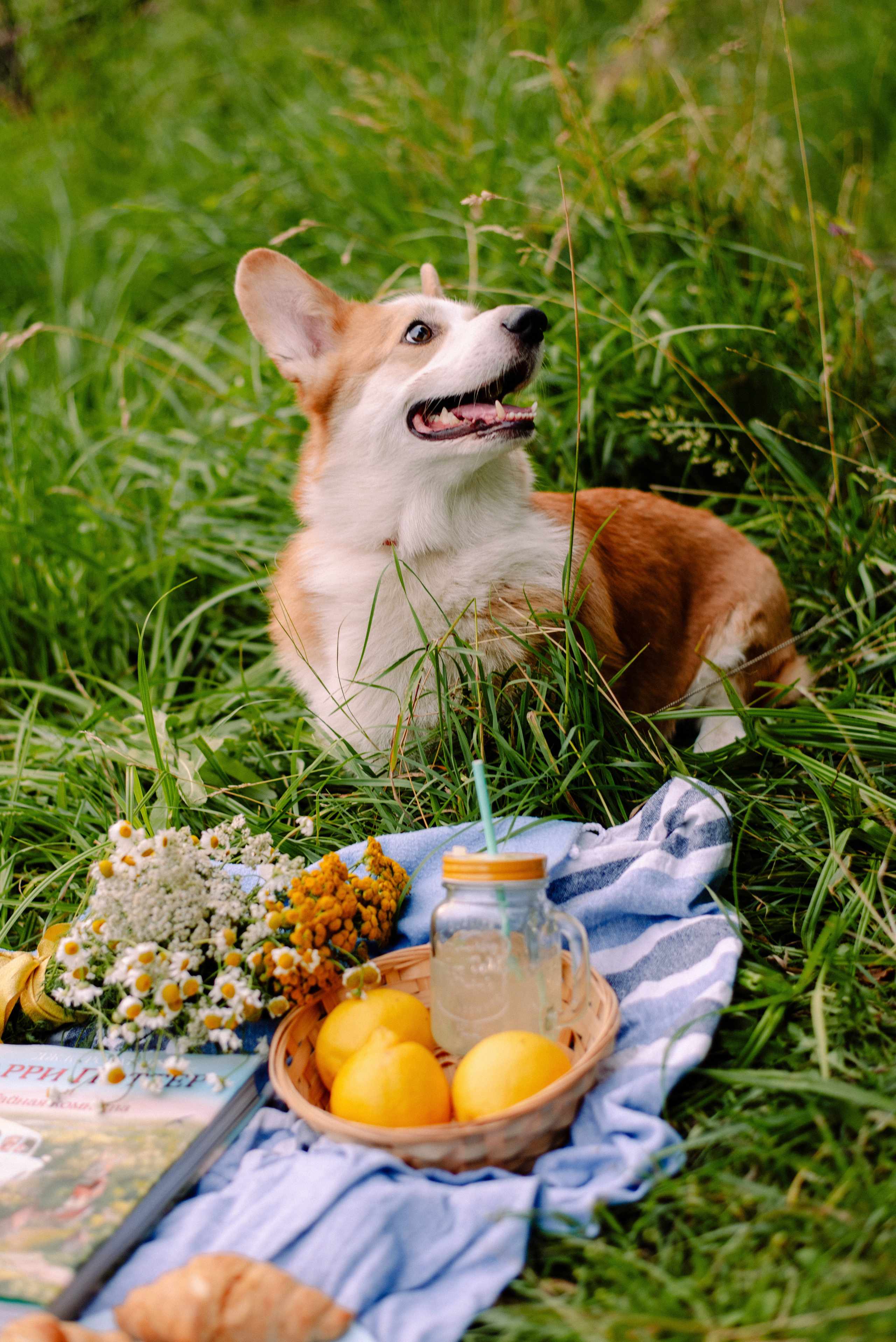 Влада и Арчи. Семейный и свадебный фотограф в Рязани Лиза Голованова