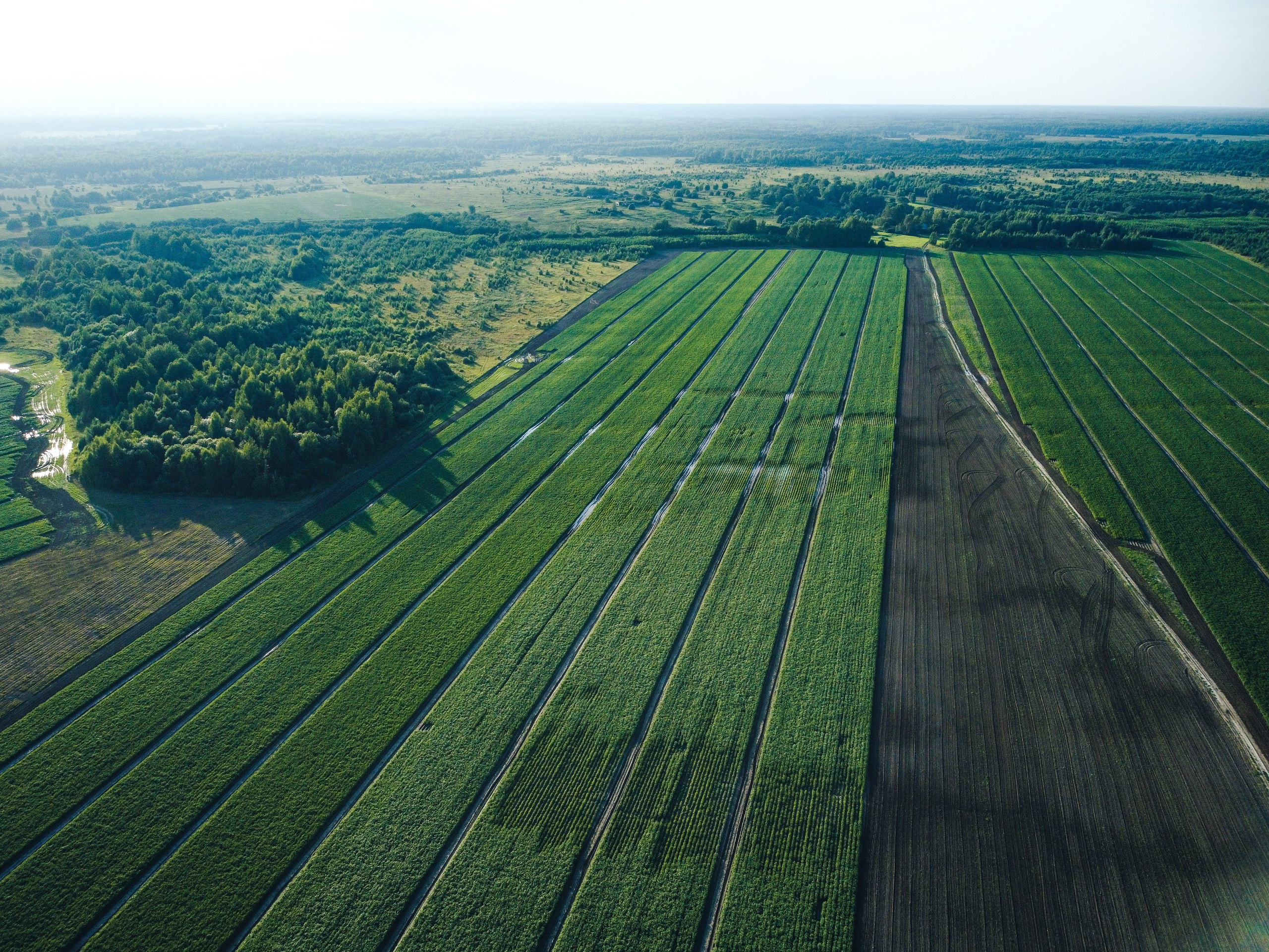 Поле с картофелем, ранее утро, рассвет
