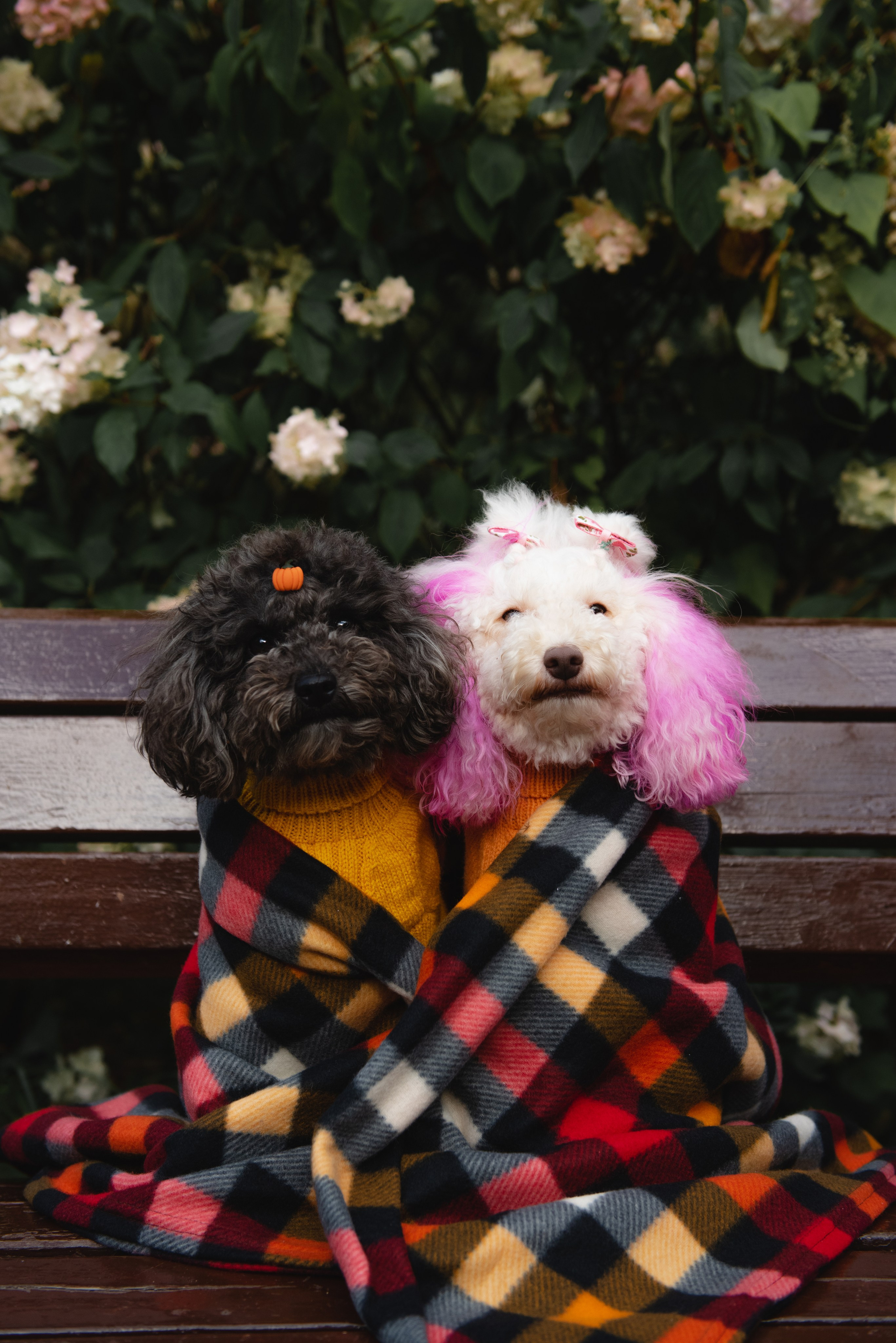 Pets. Фотограф в Москве Daria Lens