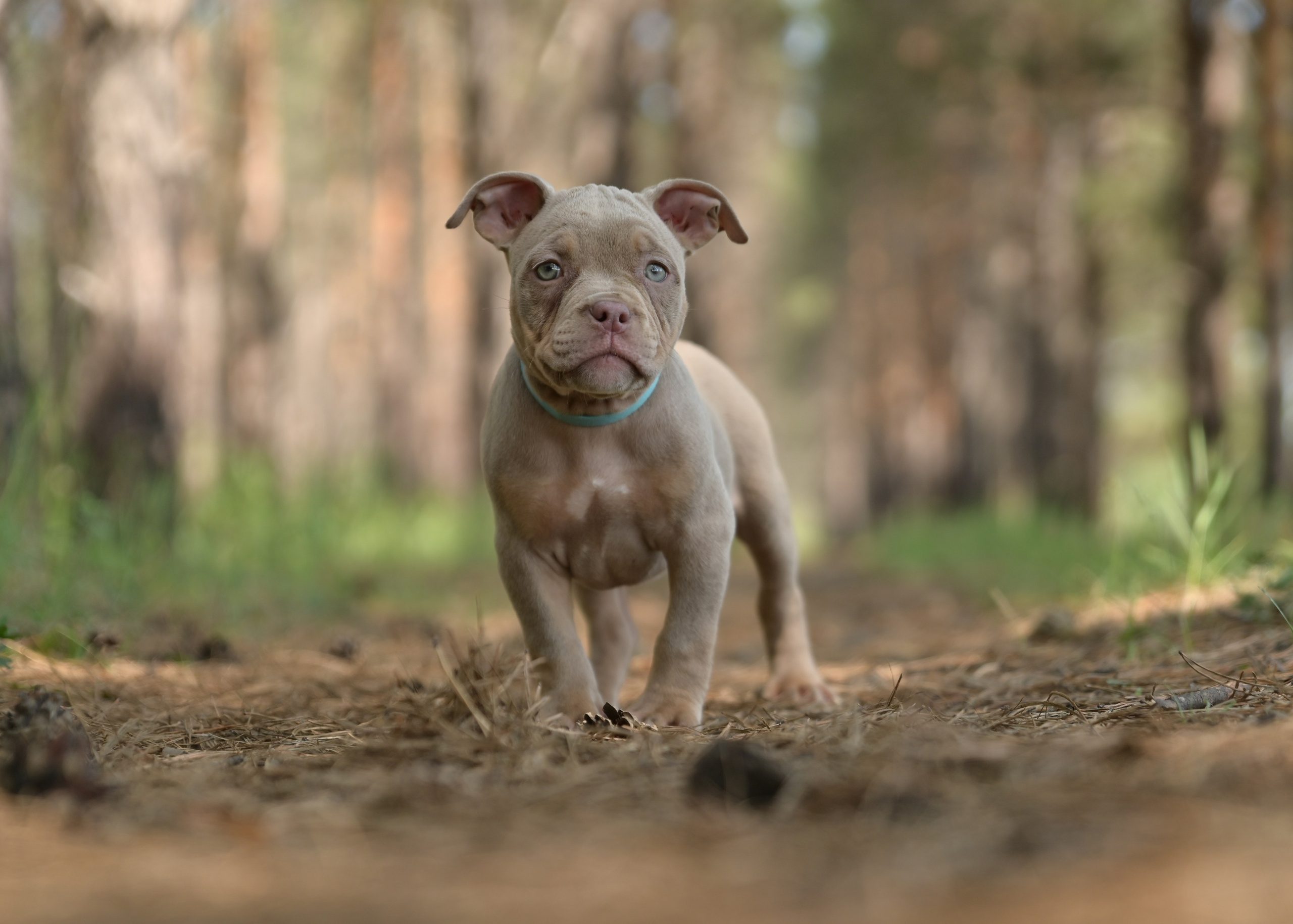 Свободные щенки Американский Булли в Иркутске. Питомник собак Иркутск