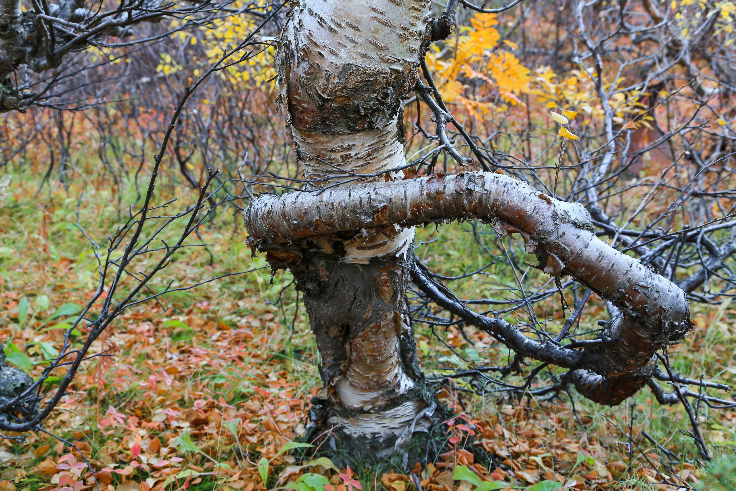 Мир растений. Пейзажи Крайнего Севера. Баренцево море, Рыбачий, Средний, Немецкий