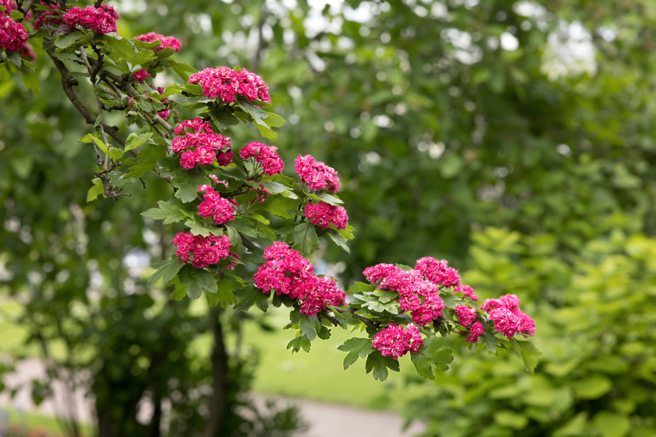 Цветение боярышника