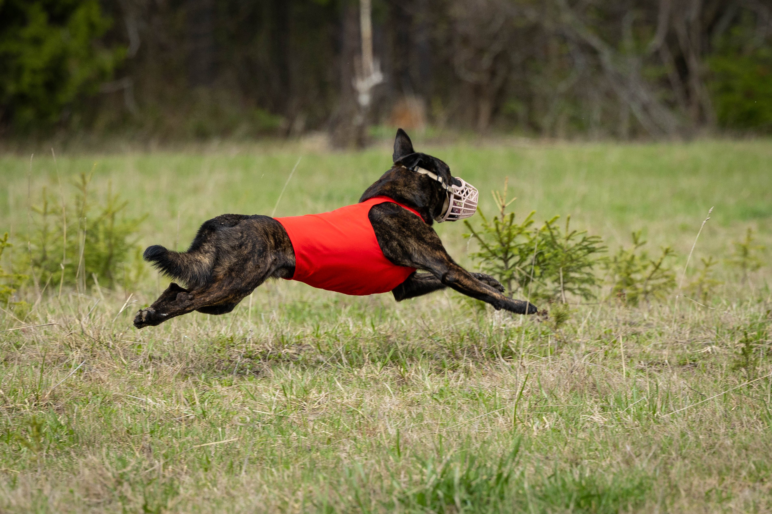 Курсинг. Фотограф Анималист в Перми Анастасия Остерман