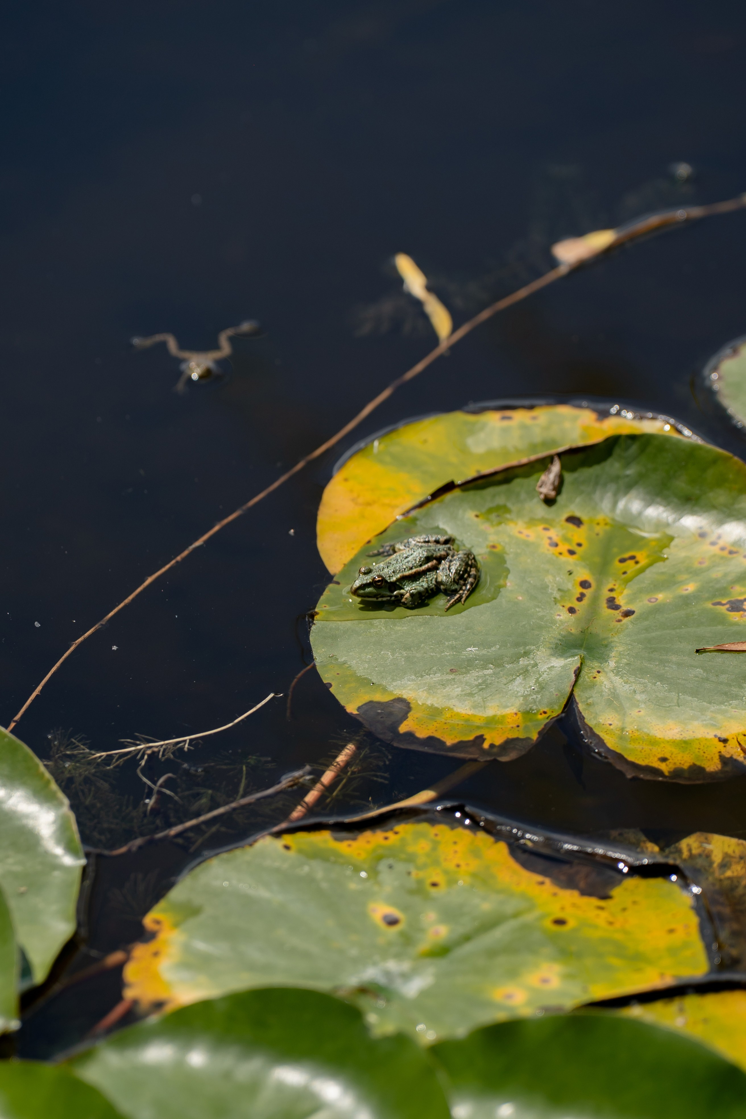 Игорь и Анна. Карпенко Марина свадебный и семейный фотограф Анапа, Краснодар, Геленджик, Сочи, Темрюк