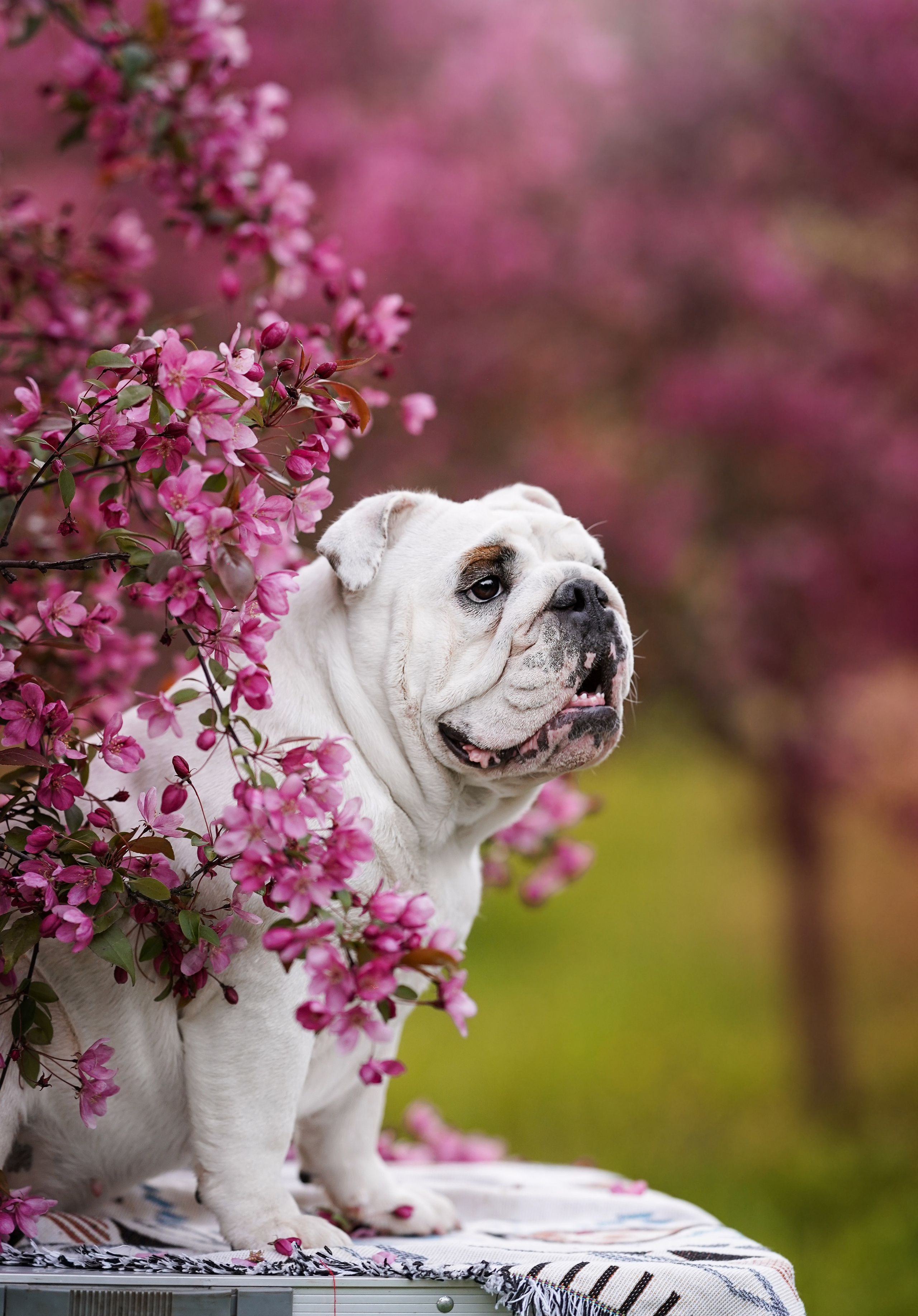 Фасолька в саду. Фотограф-анималист в Санкт-Петербурге Яна Мартынова