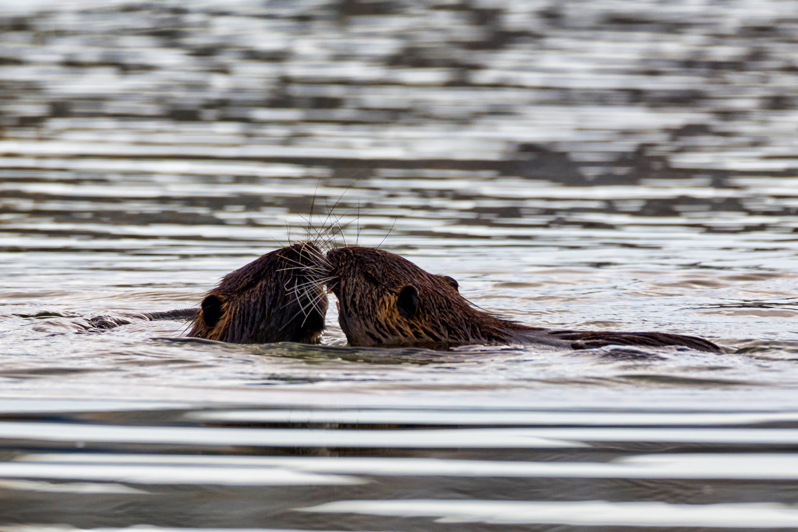 Фотографии животных. Яркие фото на Чёрном море