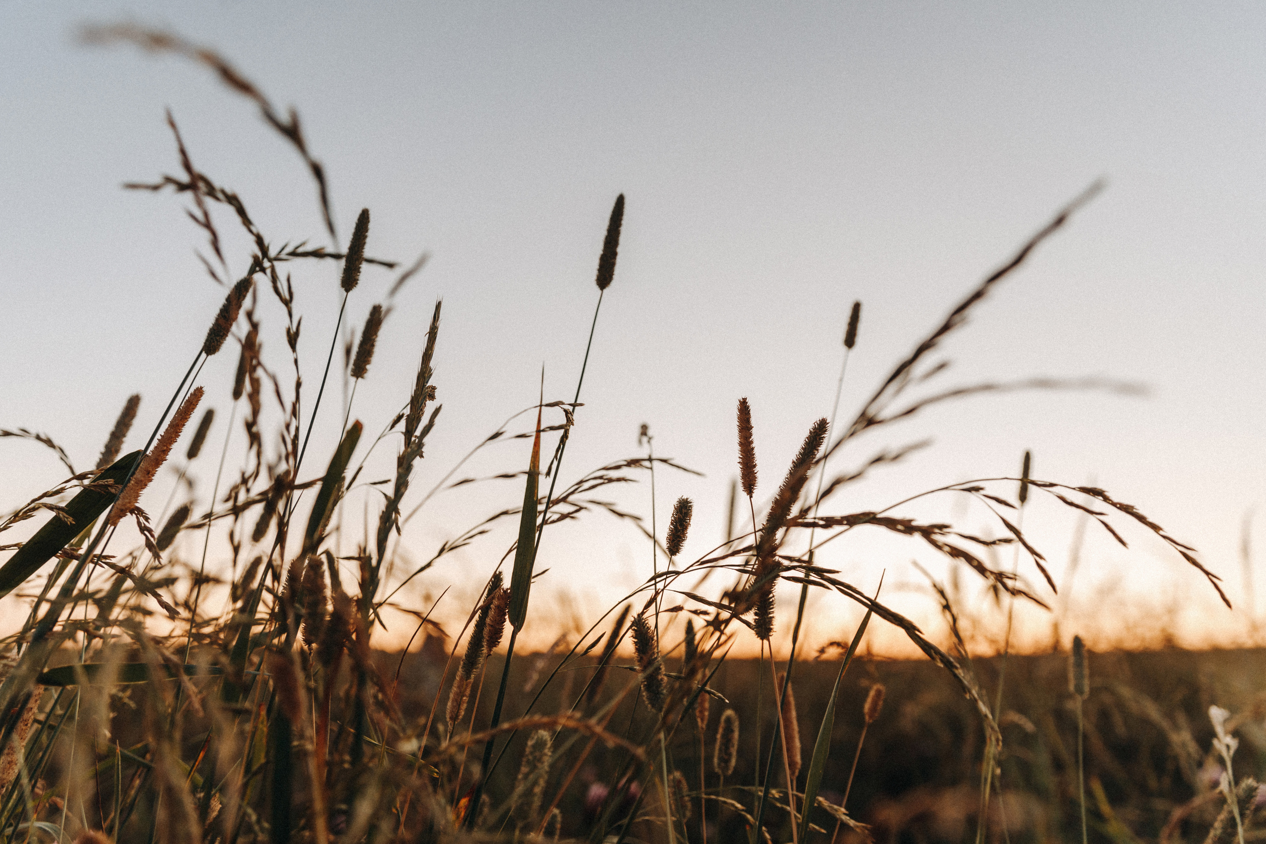 Summerfield. Свадебный фотограф Алина Ампер