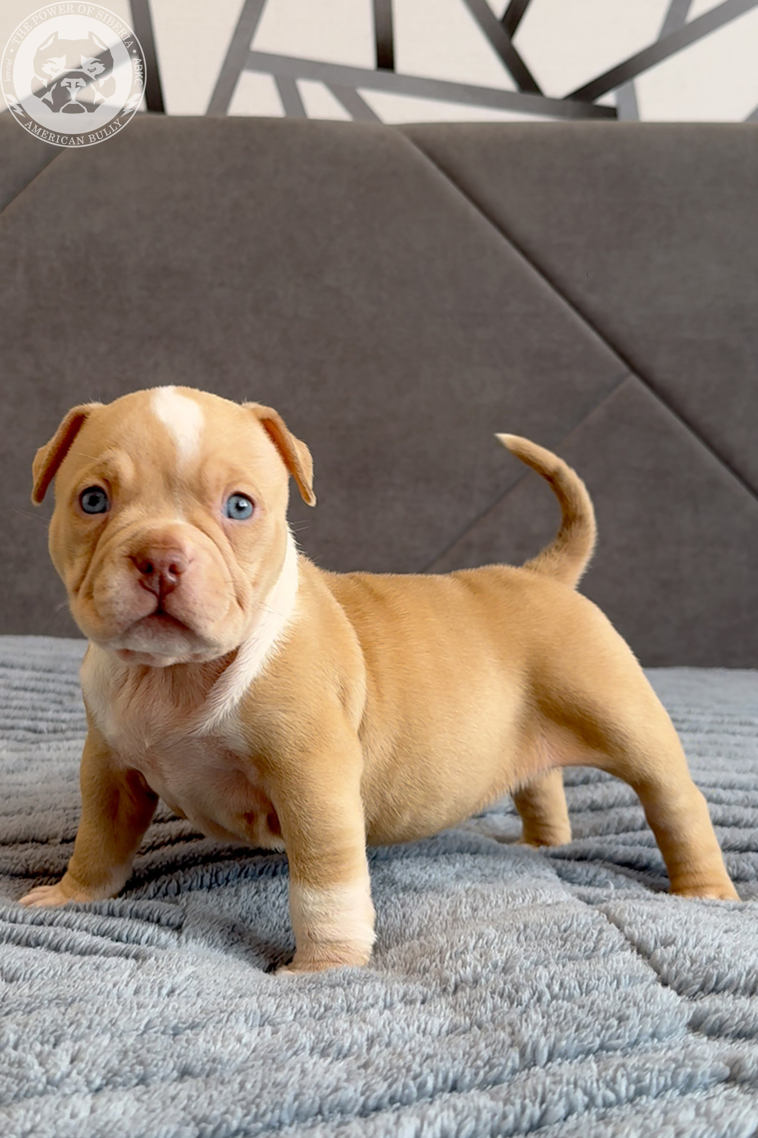 Свободные щенки Американский Булли, в типах покет, классик, стандарт. Американский Булли в г. Ростов-на-Дону. Питомник THE POWER OF SIBERIA