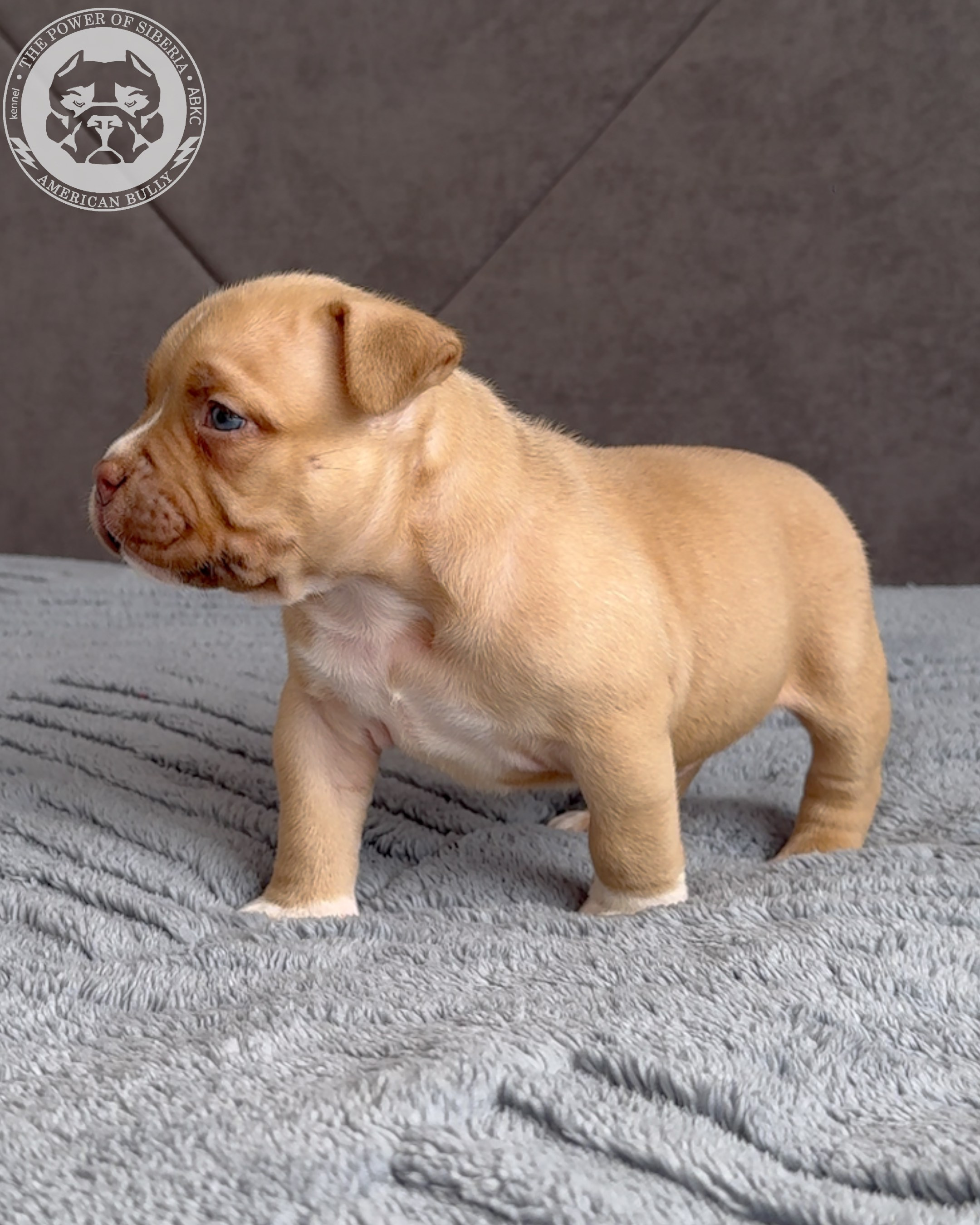 Свободные щенки Американский Булли стандарт и Свободные щенки Американский Булли классик. Американский Булли в г. Ростов-на-Дону. Питомник THE POWER OF SIBERIA